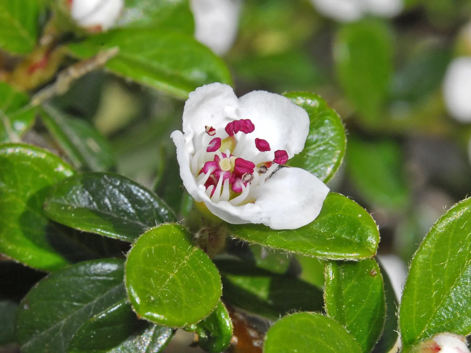Rock Cotoneaster (Cotoneaster Horizontalis) — which are a hit with birds and other wildlife; it can maintain its shape and density