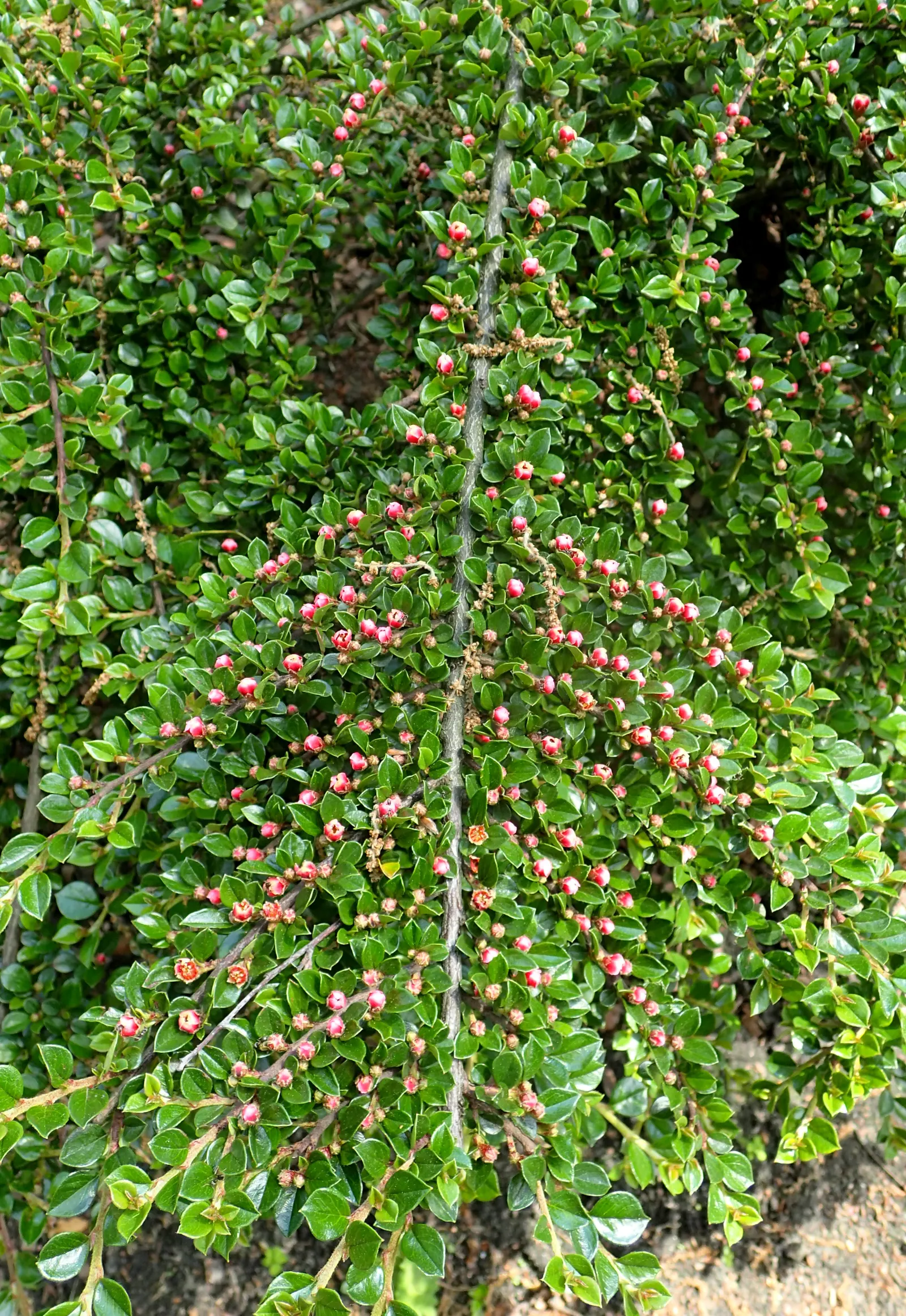 Rock Cotoneaster (Cotoneaster Horizontalis) — making it an adaptable choice for landscapes across USDA zones 5 through 7; creating draping effects over walls