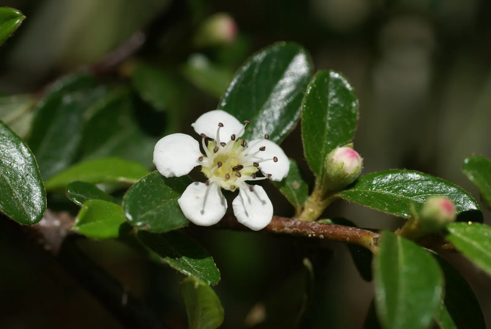 Rock Cotoneaster (Cotoneaster Horizontalis) — ground cover for full or half