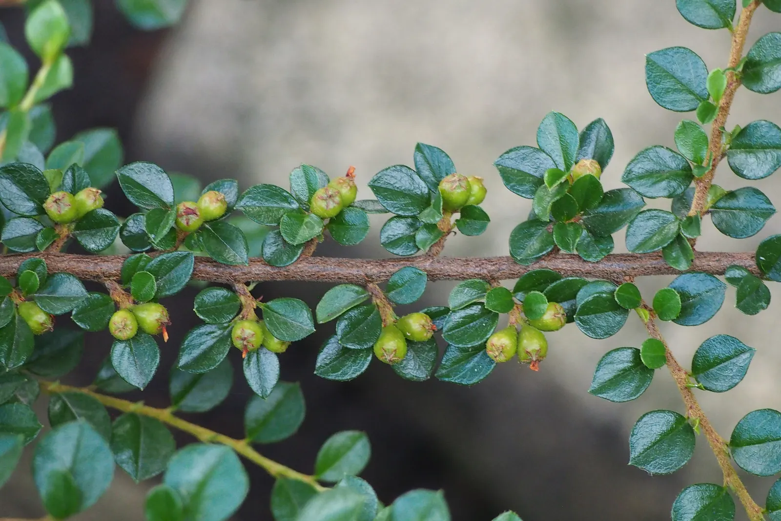 Rock Cotoneaster (Cotoneaster Horizontalis) — scientifically known as Cotoneaster horizontalis; white flowers in the garden