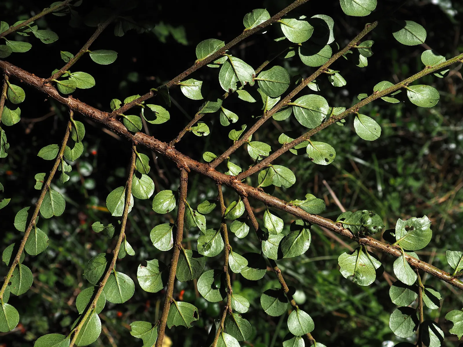 Rock Cotoneaster (Cotoneaster Horizontalis) — making it an adaptable choice for landscapes across USDA zones 5 through 7