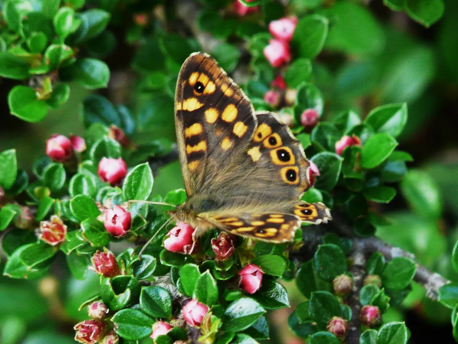 Rock Cotoneaster (Cotoneaster Horizontalis) — from deep reds to glowing oranges