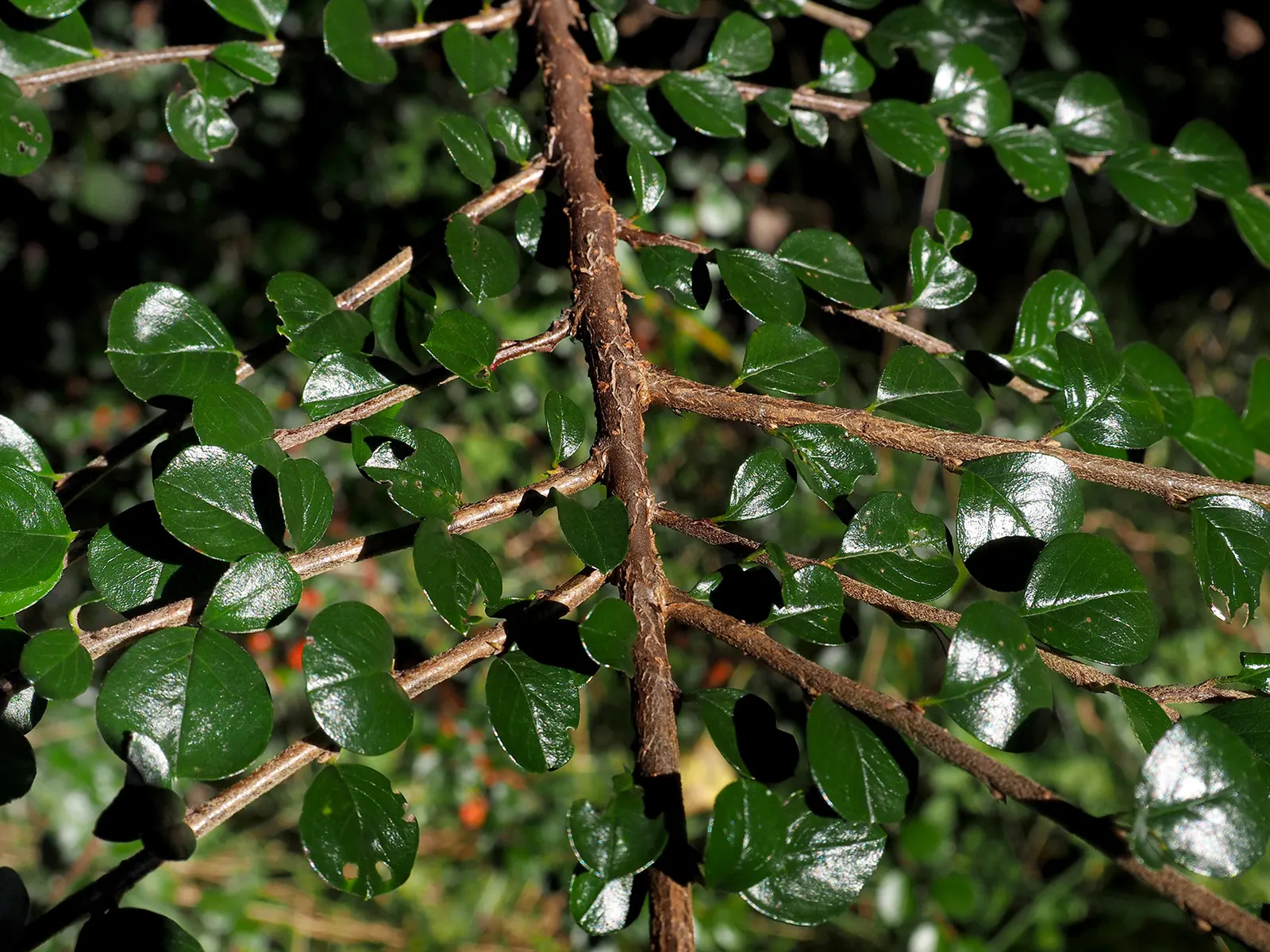 Rock Cotoneaster (Cotoneaster Horizontalis) — while autumn offers brilliant red berries against deep green foliage which turns reddish-purple