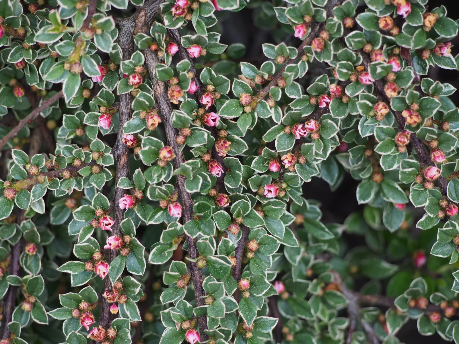 Rock Cotoneaster (Cotoneaster Horizontalis) — creating draping effects over walls or as a foundational border in garden designs; making it an adaptable choice