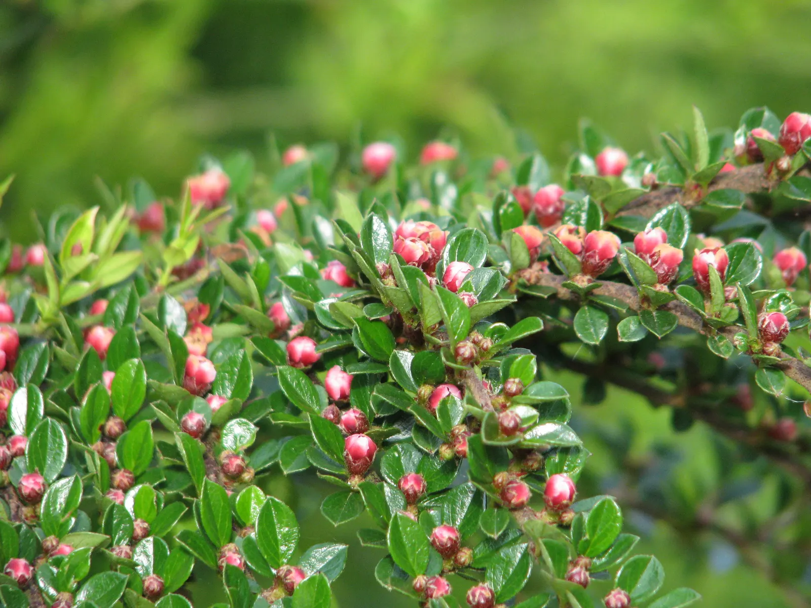 Rock Cotoneaster (Cotoneaster Horizontalis) — thriving in USDA zones 5-7
