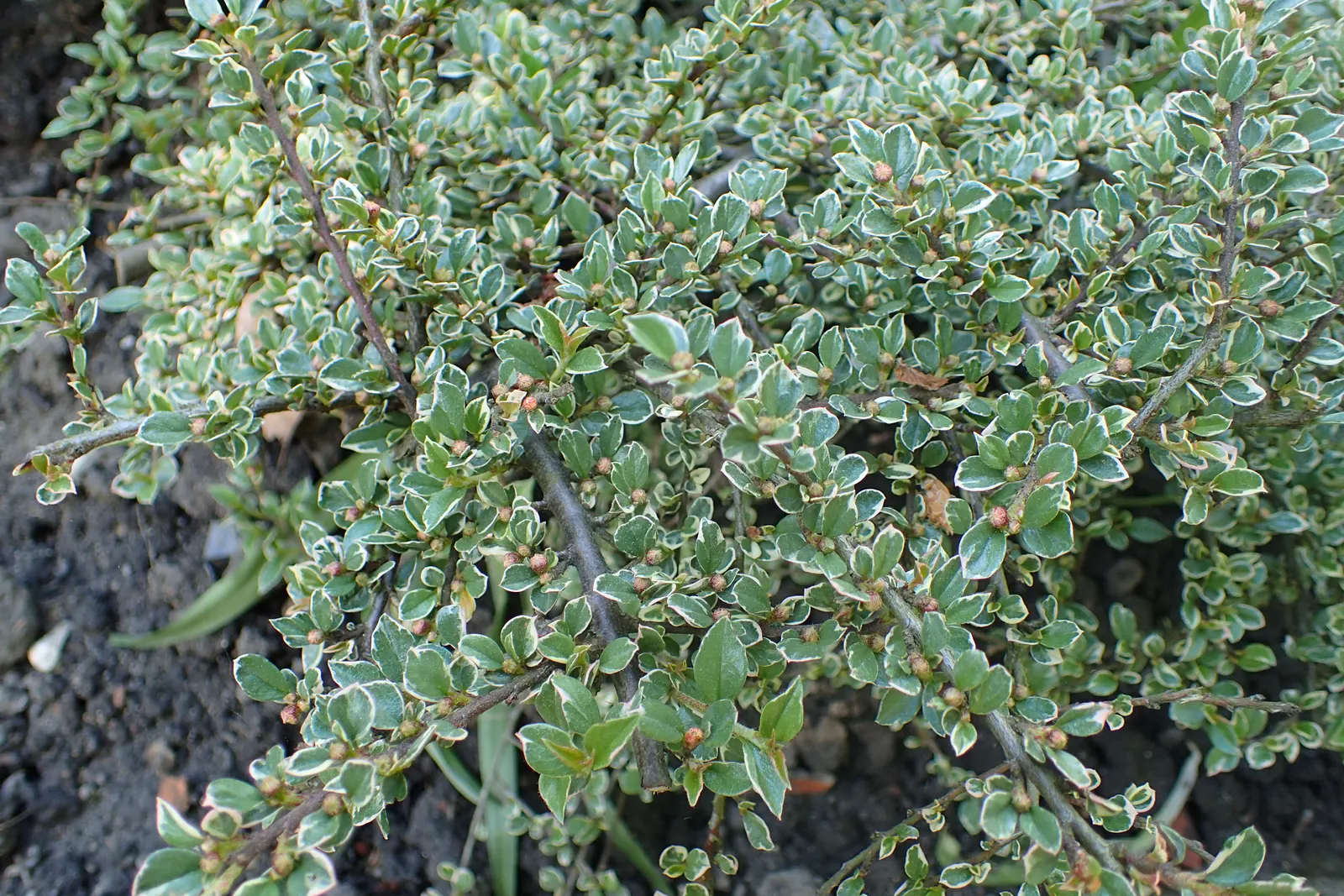 Rock Cotoneaster (Cotoneaster Horizontalis) — pink-tinged white flowers; these blossoms give way to tiny round red berries, image 61