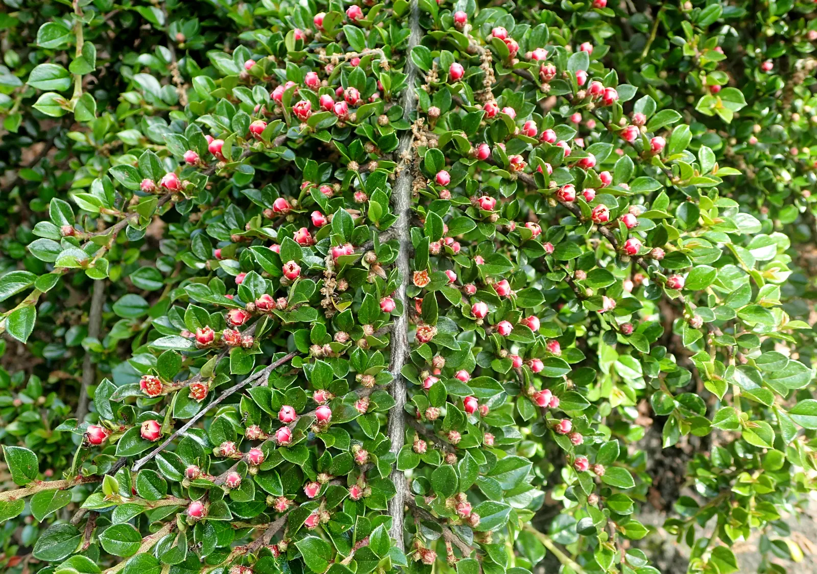 Rock Cotoneaster (Cotoneaster Horizontalis) — pink-tinged white flowers; these blossoms give way to tiny round red berries