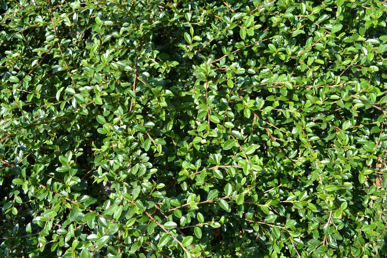 Rock Cotoneaster (Cotoneaster Horizontalis) — ground cover with white blooms; approximately 1/4 inch in diameter