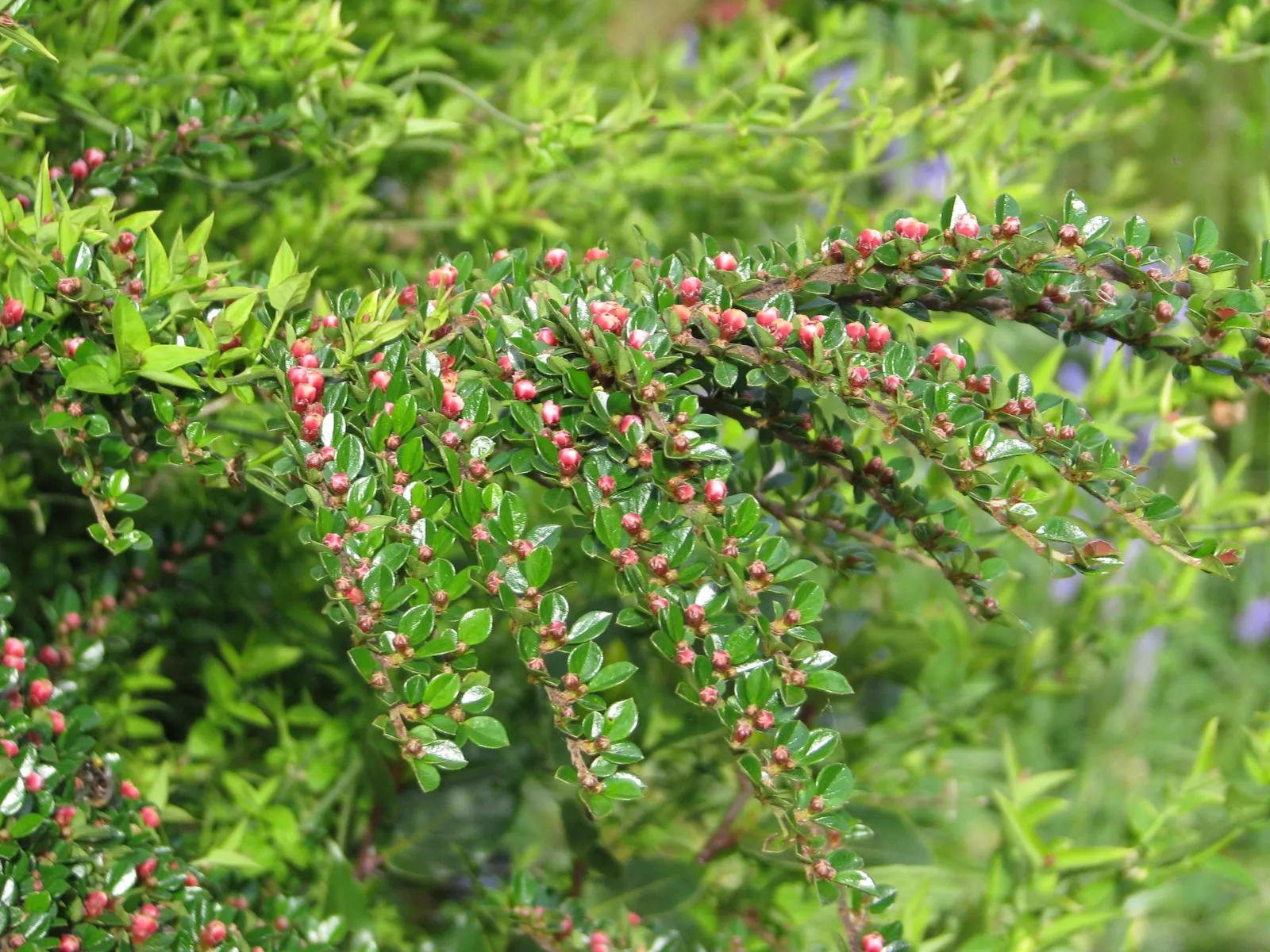 Rock Cotoneaster (Cotoneaster Horizontalis) — providing an impressive seasonal display.<br><br>In late spring to early summer; this low-lying shrub is often
