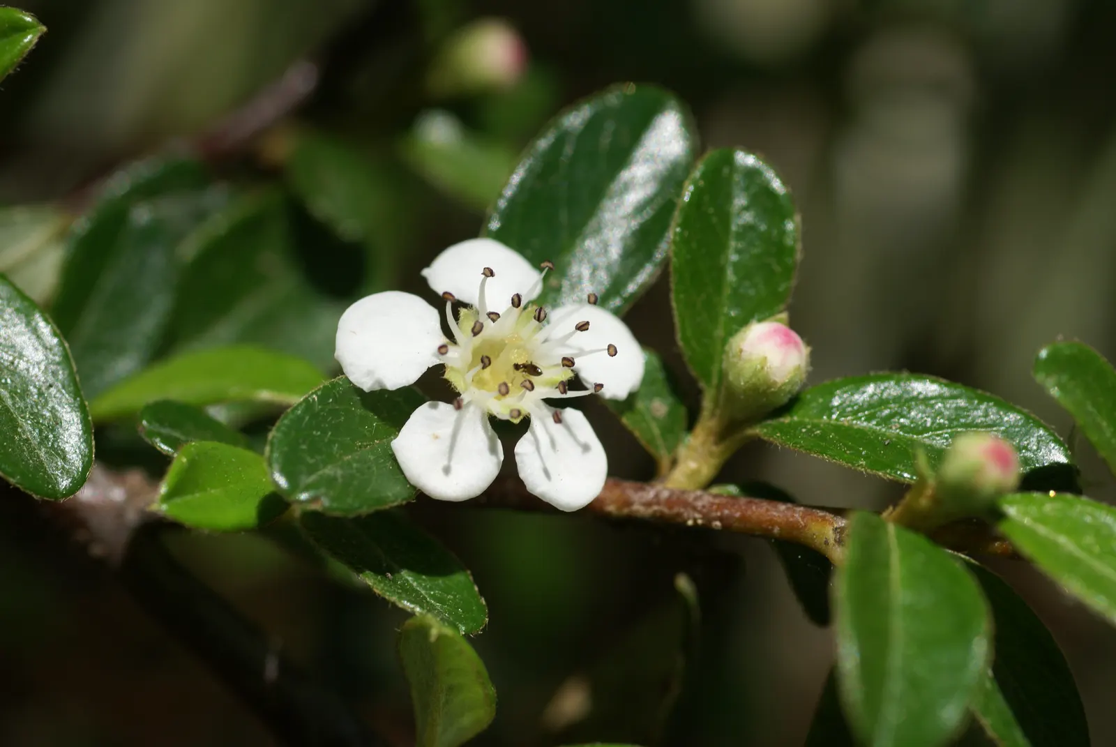 Rock Cotoneaster (Cotoneaster Horizontalis) — Plant in full sun to part shade in well-drained soil; which are a favorite among pollinators