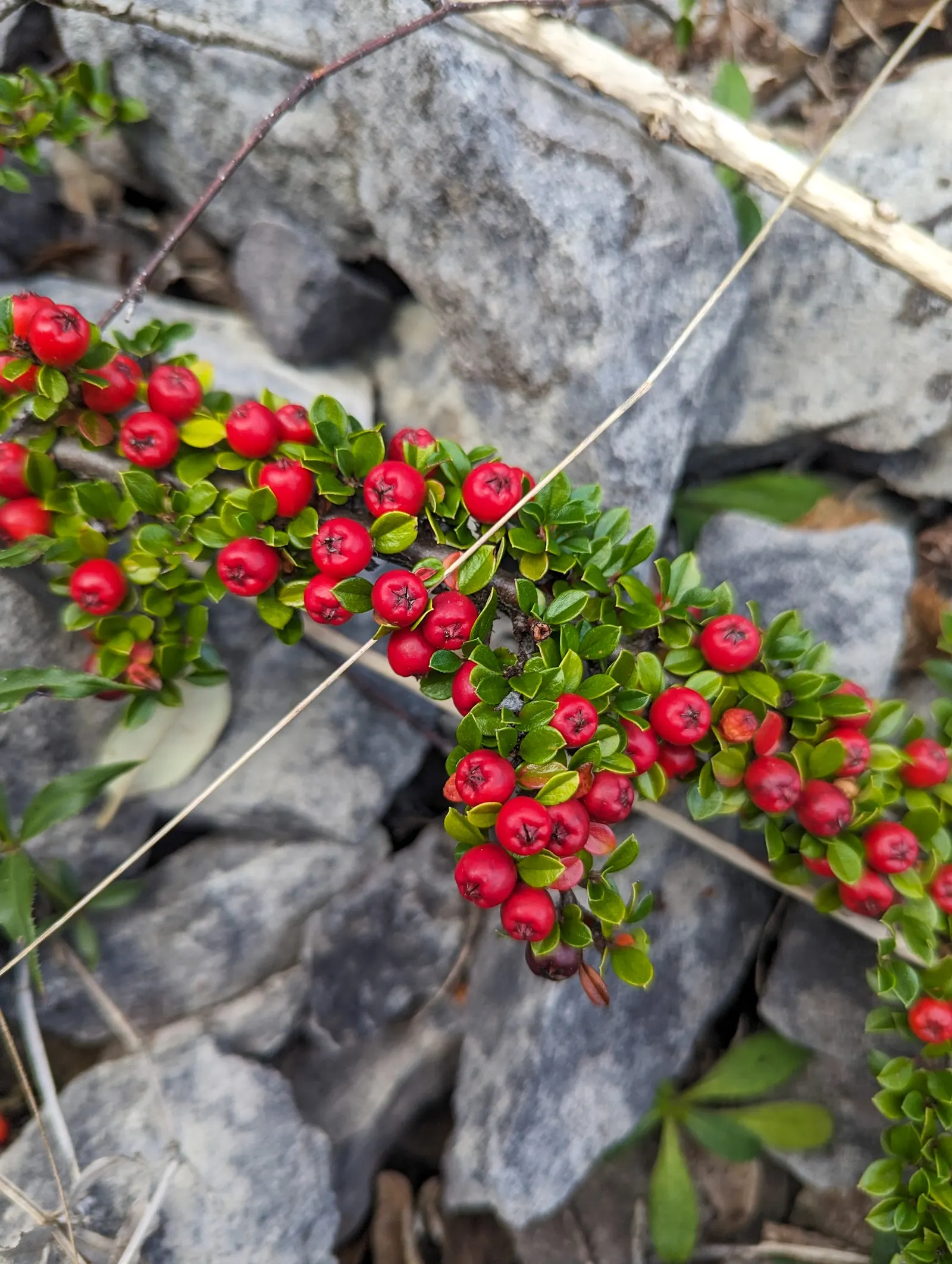 Rock Cotoneaster (Cotoneaster Horizontalis) — Spring brings pink-tinged white blossoms