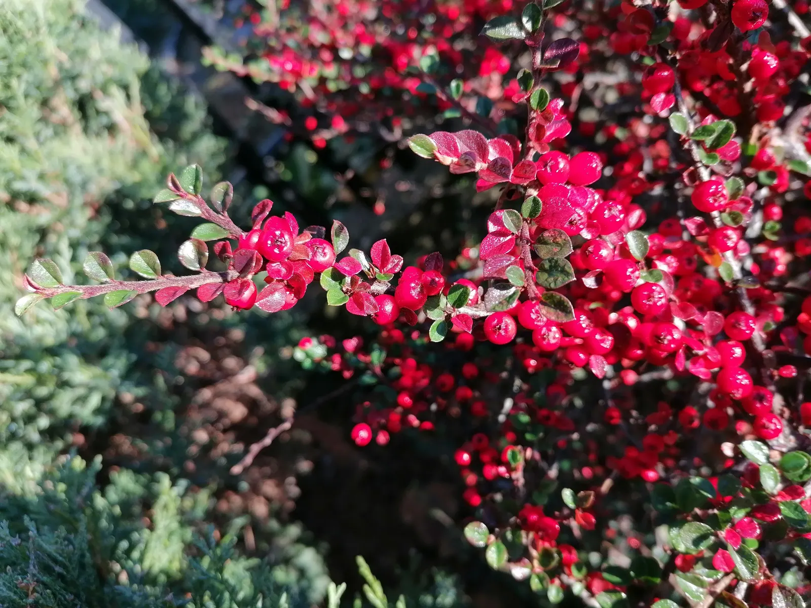 Rock Cotoneaster (Cotoneaster Horizontalis) — providing an impressive seasonal display.<br><br>In late spring to early summer; this low-lying shrub, image 60
