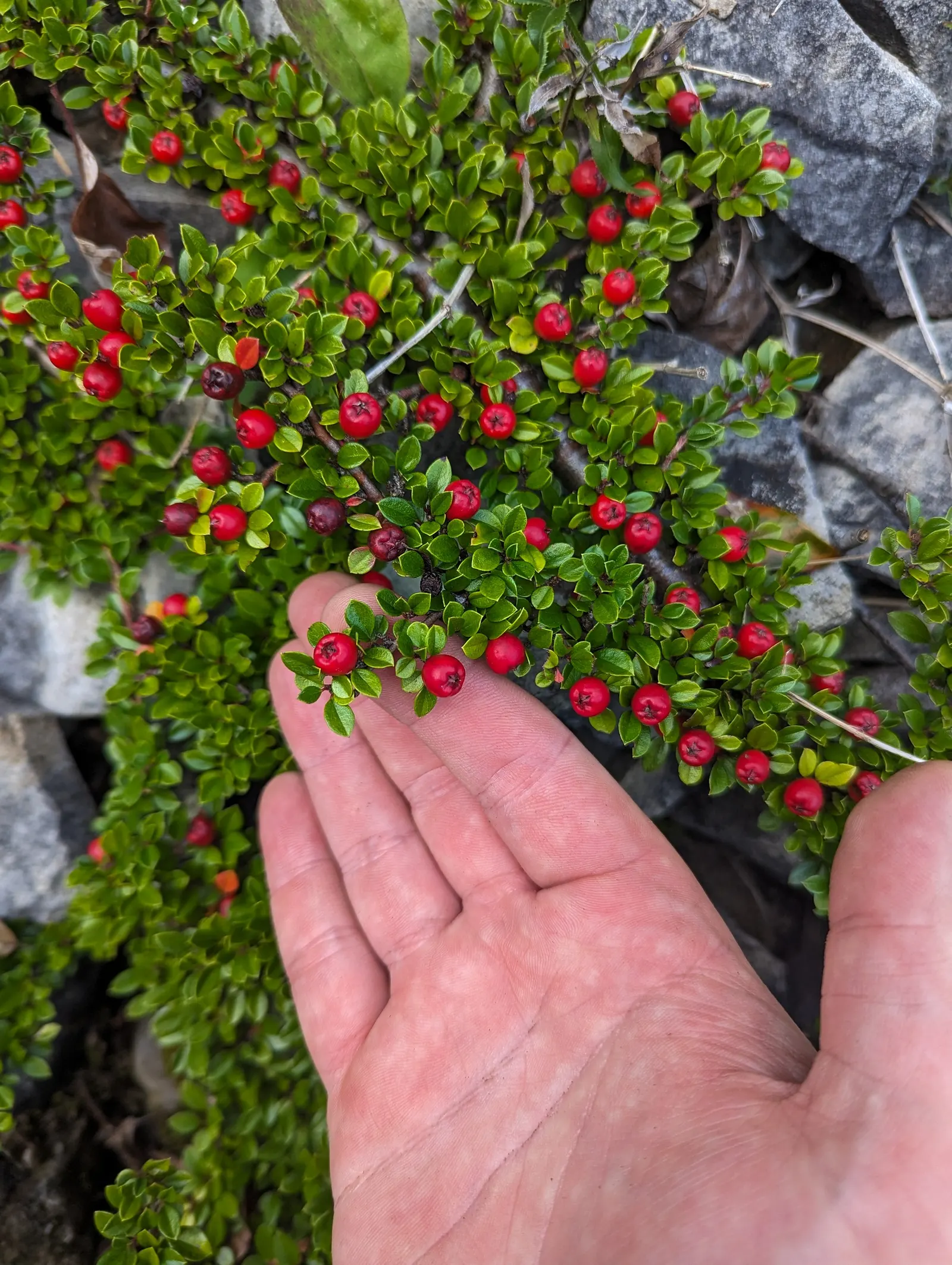 Rock Cotoneaster (Cotoneaster Horizontalis) — which are a hit with birds and other wildlife