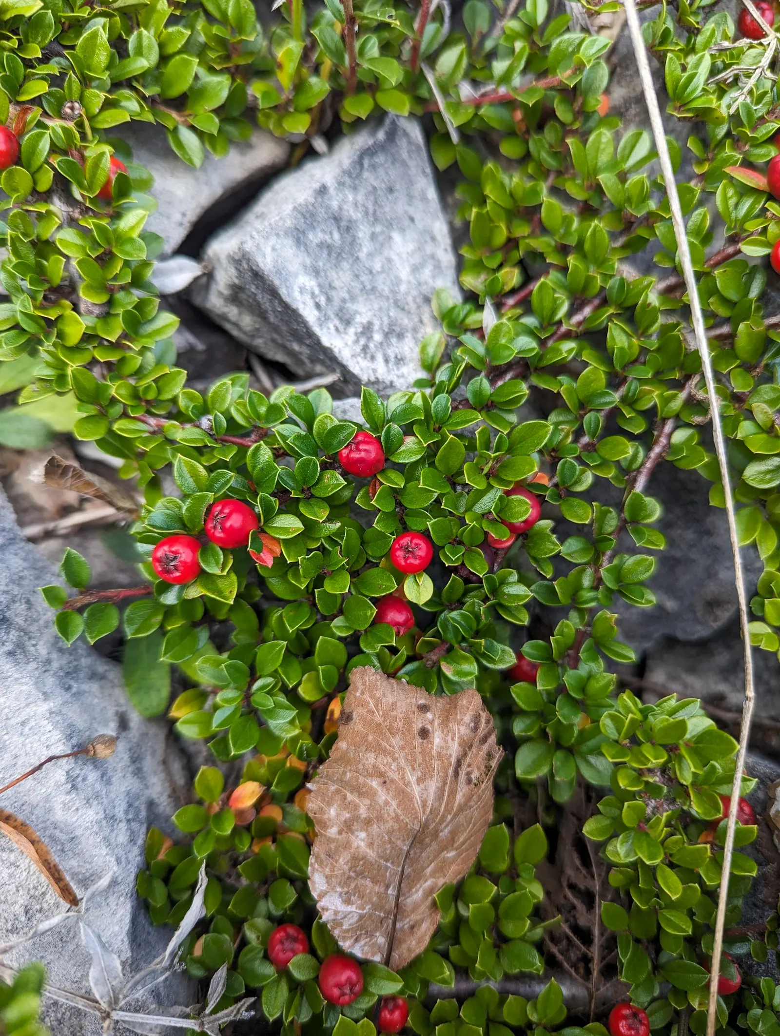Rock Cotoneaster (Cotoneaster Horizontalis) — fulfilling a variety of design needs while simultaneously supporting local fauna