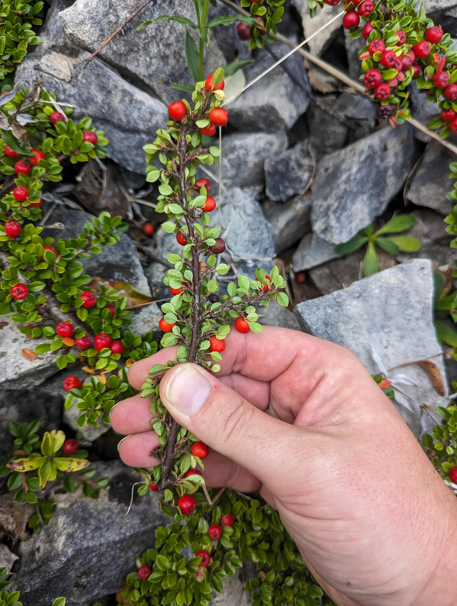 Rock Cotoneaster (Cotoneaster Horizontalis) — creating draping effects over walls or as a foundational border in garden designs