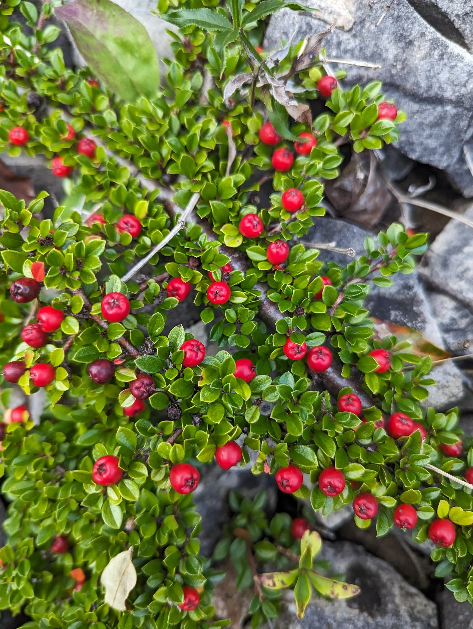 Rock Cotoneaster (Cotoneaster Horizontalis) — Rock Cotoneaster (Cotoneaster horizontalis) is a deciduous shrub with a distinctive herringbone pattern; spring