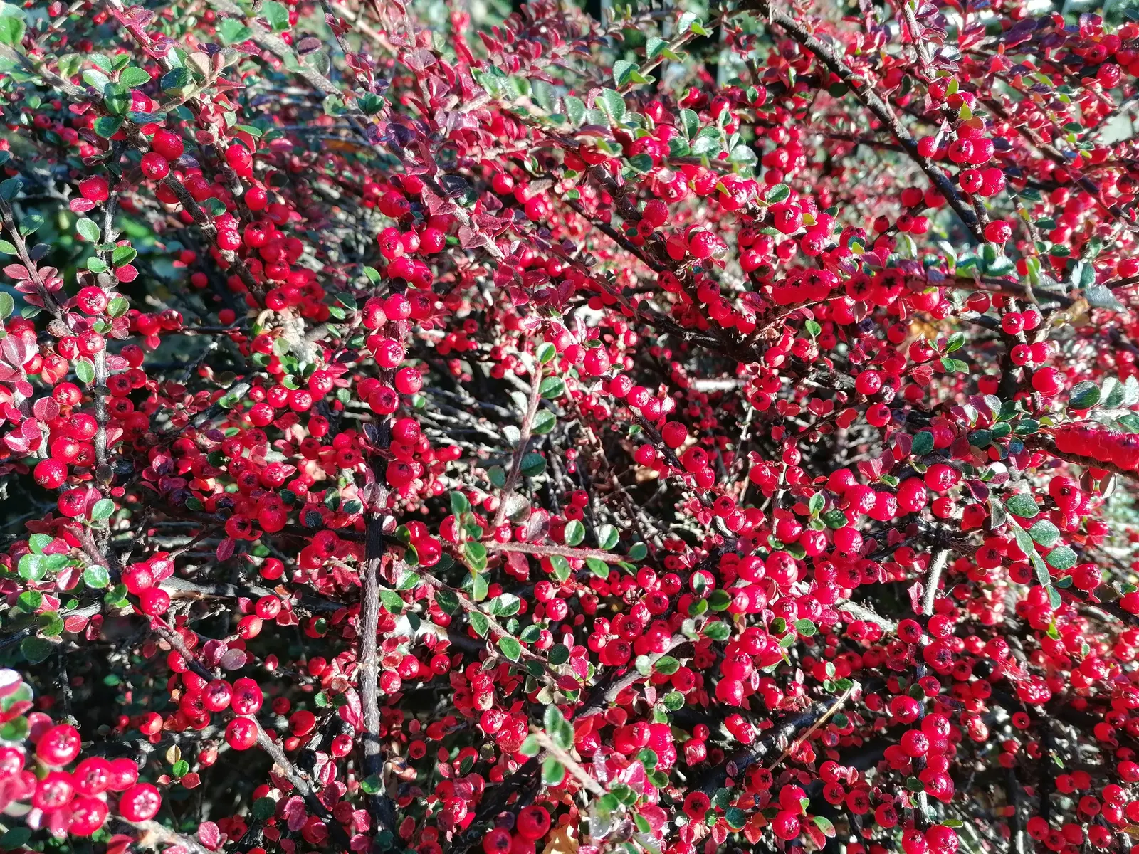 Rock Cotoneaster (Cotoneaster Horizontalis) — approximately 1/4 inch in diameter; ground cover with white blooms, image 62