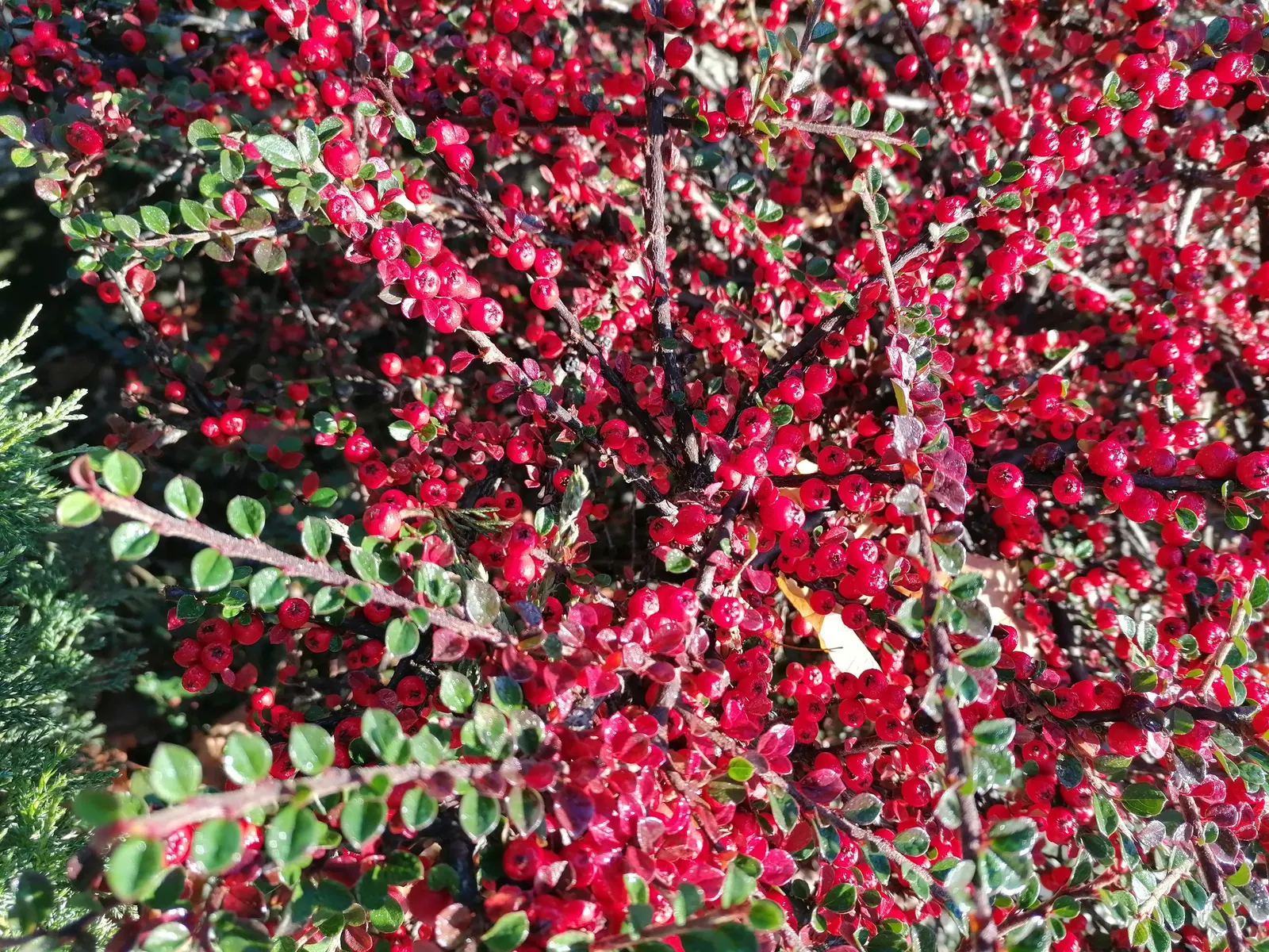 Rock Cotoneaster (Cotoneaster Horizontalis) — Plant in full sun to part shade in well-drained soil; which are a favorite among pollinators, image 54