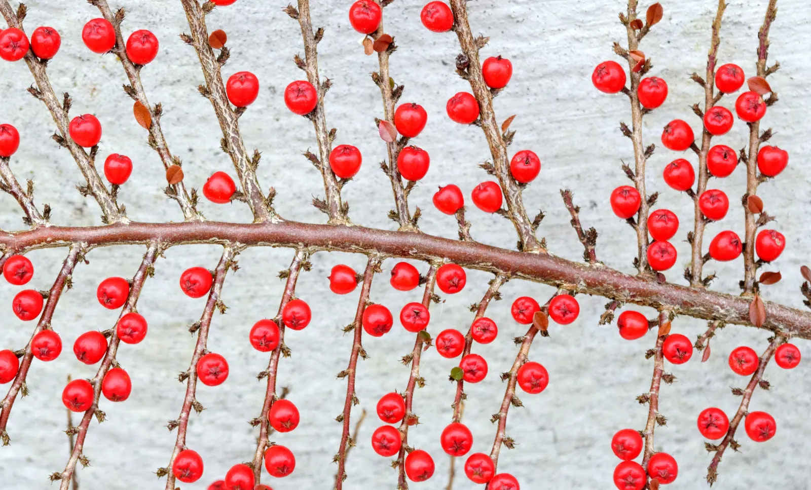 Rock Cotoneaster (Cotoneaster Horizontalis) — Spring brings pink-tinged white blossoms; rock Cotoneaster (Cotoneaster horizontalis) is a deciduous shrub with a