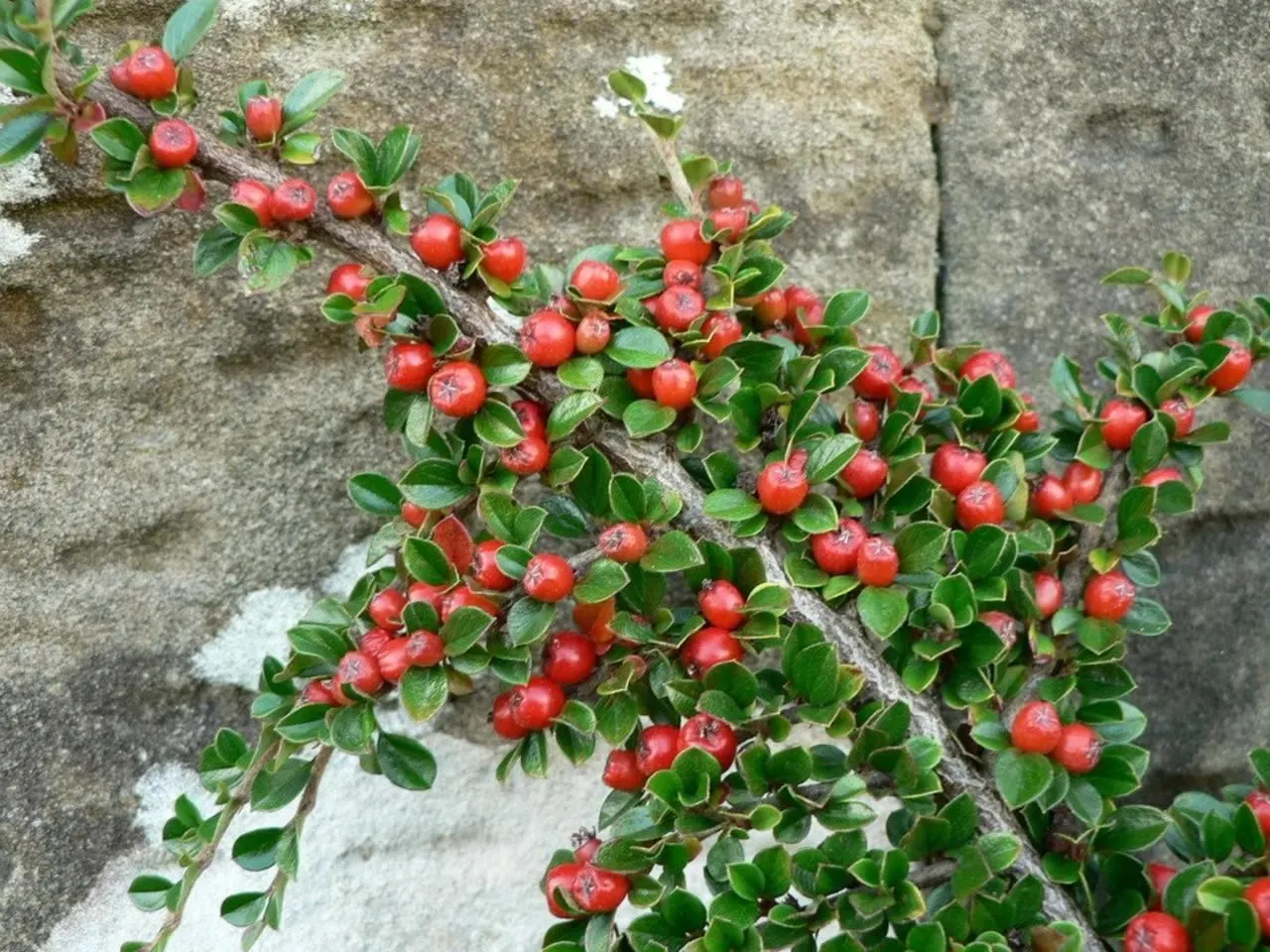 Rock Cotoneaster (Cotoneaster Horizontalis) — fulfilling a variety of design needs while simultaneously supporting local fauna; ground cover for full or half