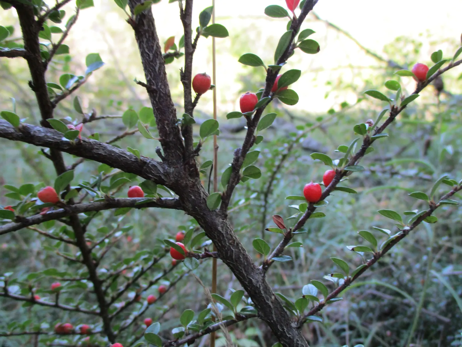 Rock Cotoneaster (Cotoneaster Horizontalis) — is a deciduous shrub that offers both aesthetic charm and functionality in landscape design; while autumn offers