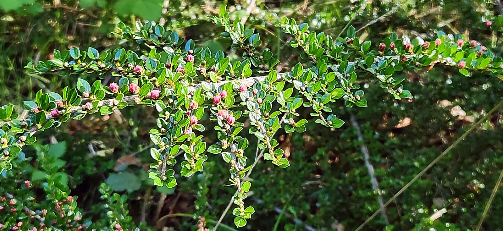 Rock Cotoneaster (Cotoneaster Horizontalis) — white flowers in the garden