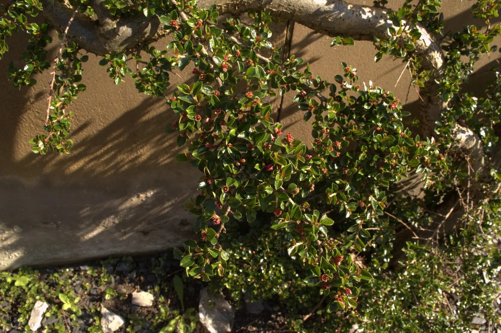 Rock Cotoneaster (Cotoneaster Horizontalis) — scientifically known as Cotoneaster horizontalis