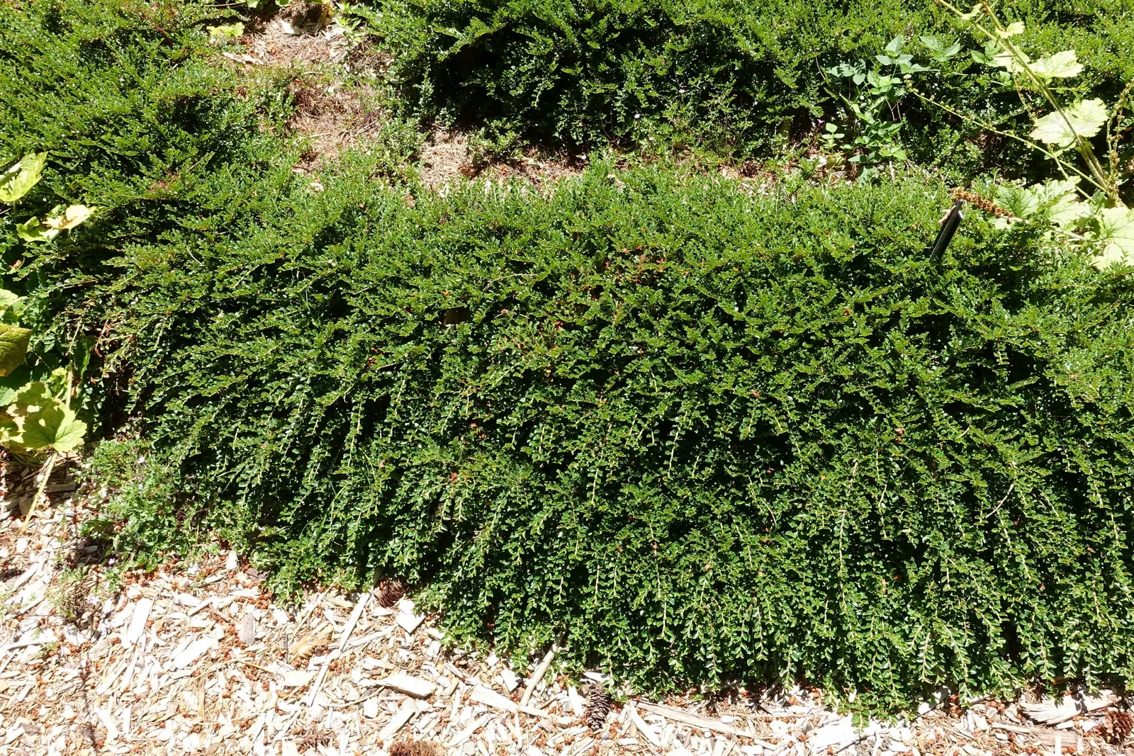 Rock Cotoneaster (Cotoneaster Horizontalis) — is a deciduous shrub that offers both aesthetic charm and functionality in landscape design