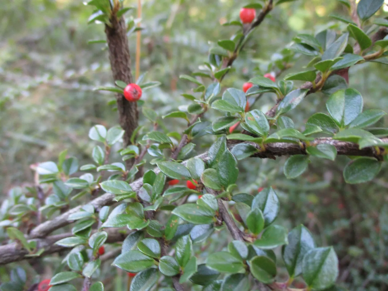 Rock Cotoneaster (Cotoneaster Horizontalis) — from deep reds to glowing oranges; thriving in USDA zones 5-7