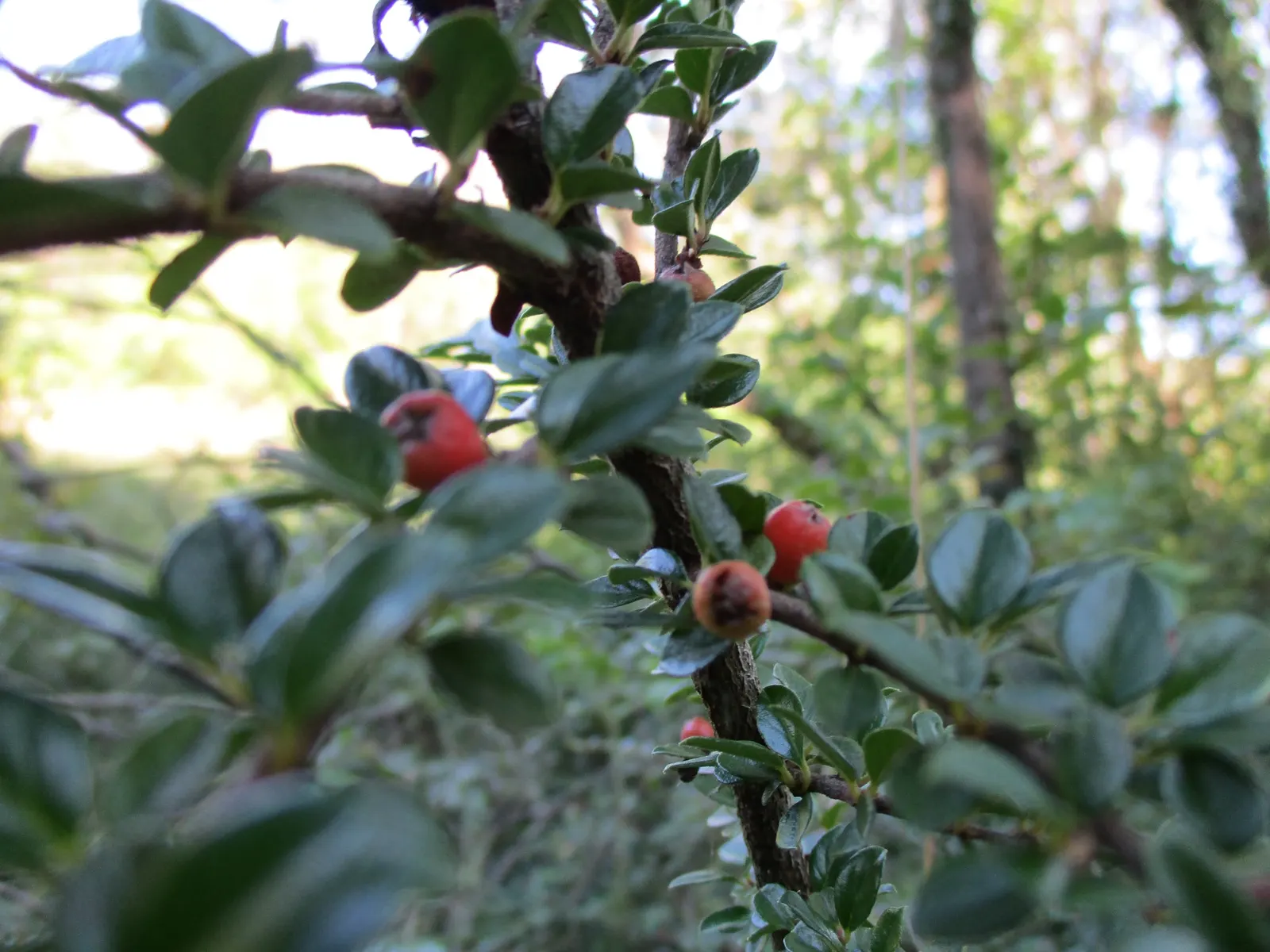 Rock Cotoneaster (Cotoneaster Horizontalis) — and tolerant of a range of soil types; it reaches 2-3 feet in height and spreads 4-6 feet, making it ideal for