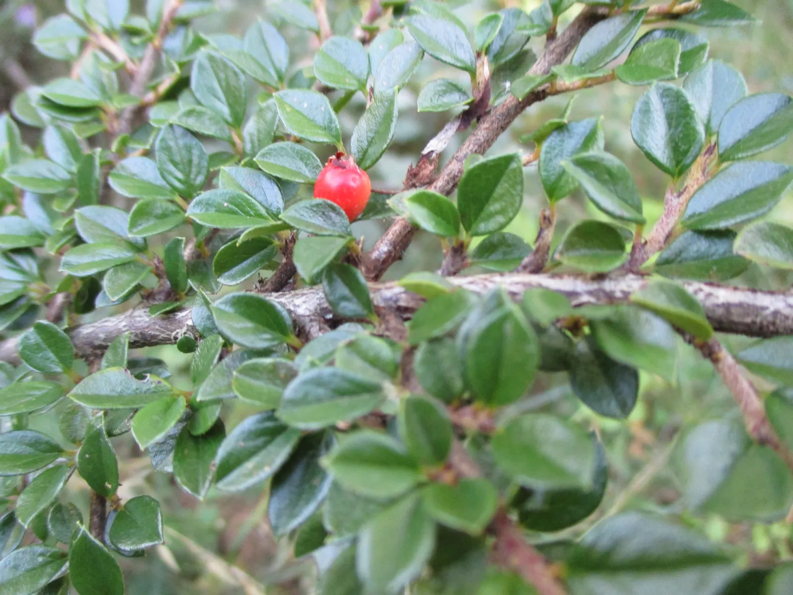 Rock Cotoneaster (Cotoneaster Horizontalis) — approximately 1/4 inch in diameter; ground cover with white blooms
