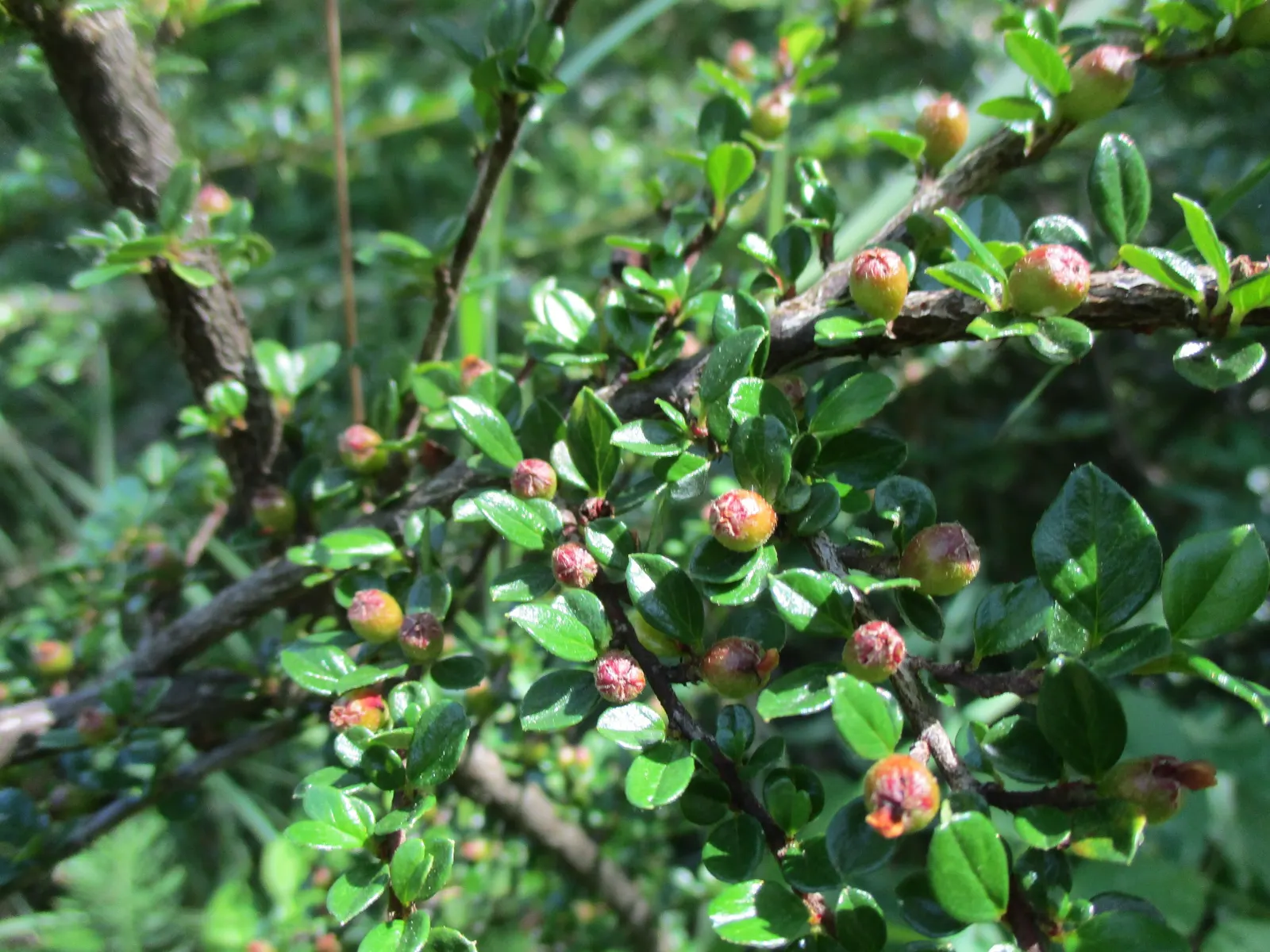 Rock Cotoneaster (Cotoneaster Horizontalis) — It reaches 2-3 feet in height and spreads 4-6 feet, making it ideal for ground cover or wall draping, image 51