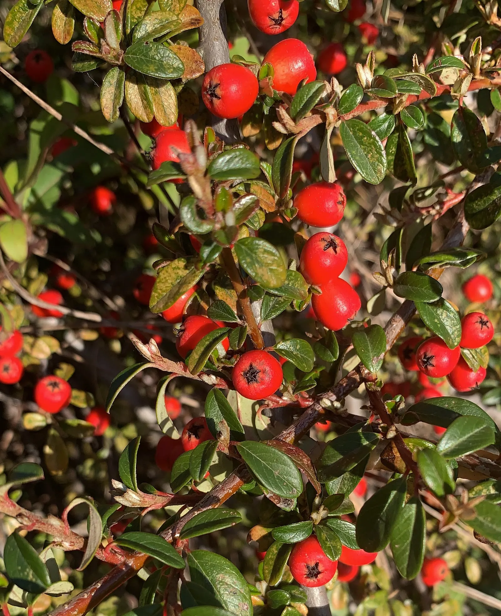 Rock Cotoneaster (Cotoneaster Horizontalis) — from deep reds to glowing oranges; thriving in USDA zones 5-7, image 59