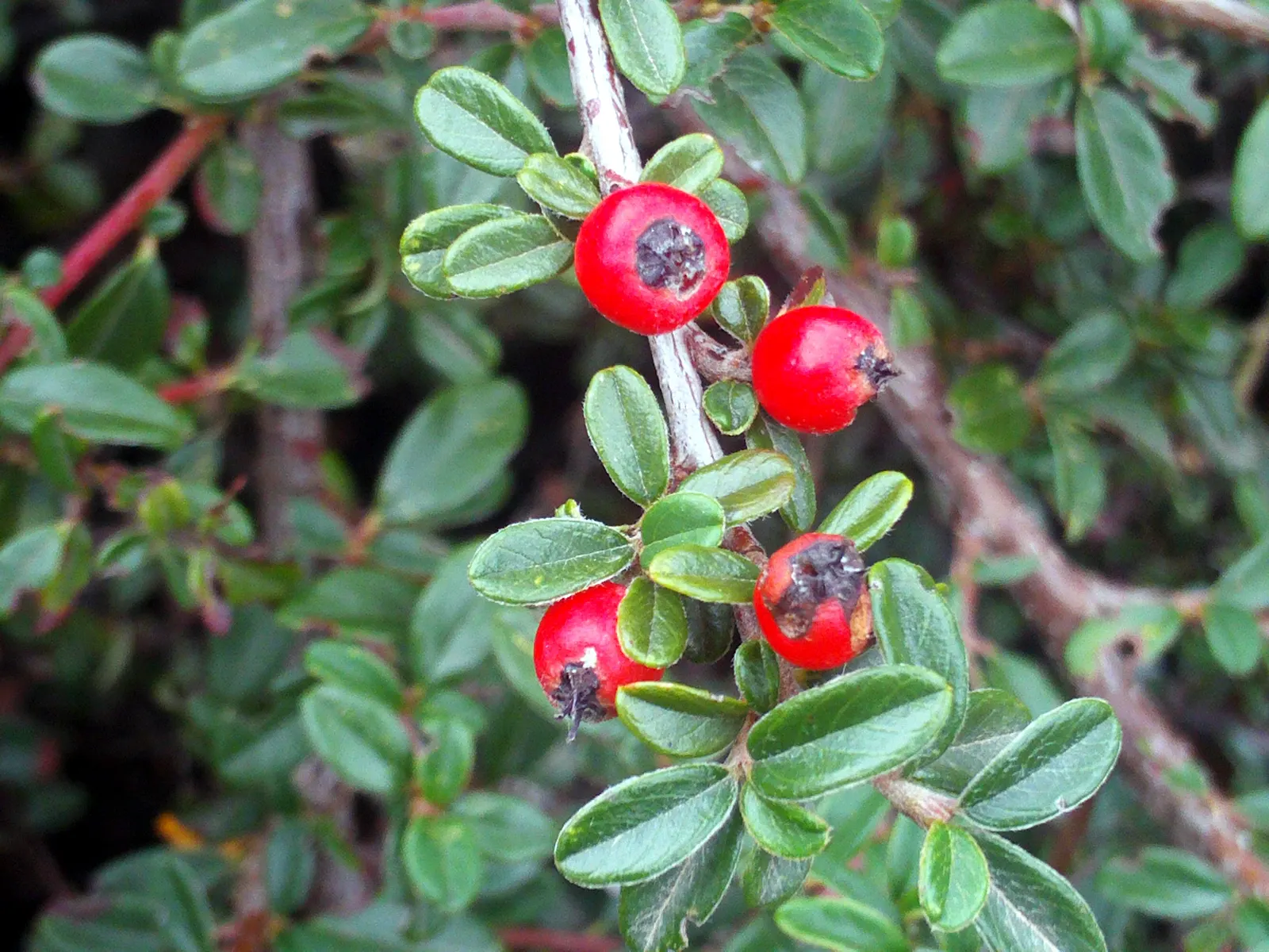 Rock Cotoneaster (Cotoneaster Horizontalis) — ground cover with white blooms