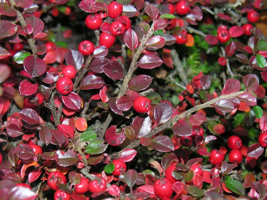Rock Cotoneaster (Cotoneaster Horizontalis) — pink-tinged white flowers