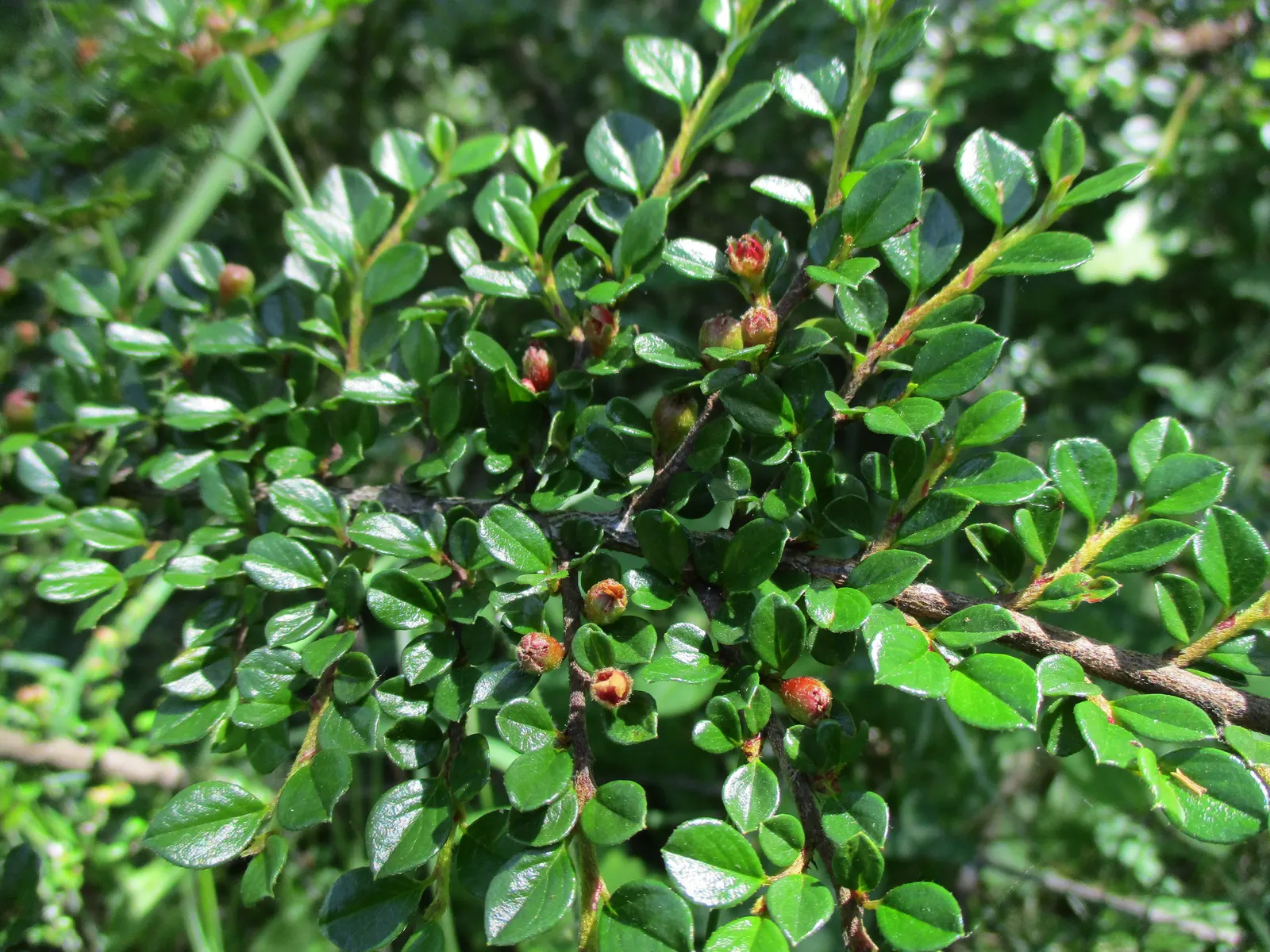 Rock Cotoneaster (Cotoneaster Horizontalis) — It reaches 2-3 feet in height and spreads 4-6 feet, making it ideal for ground cover or wall draping