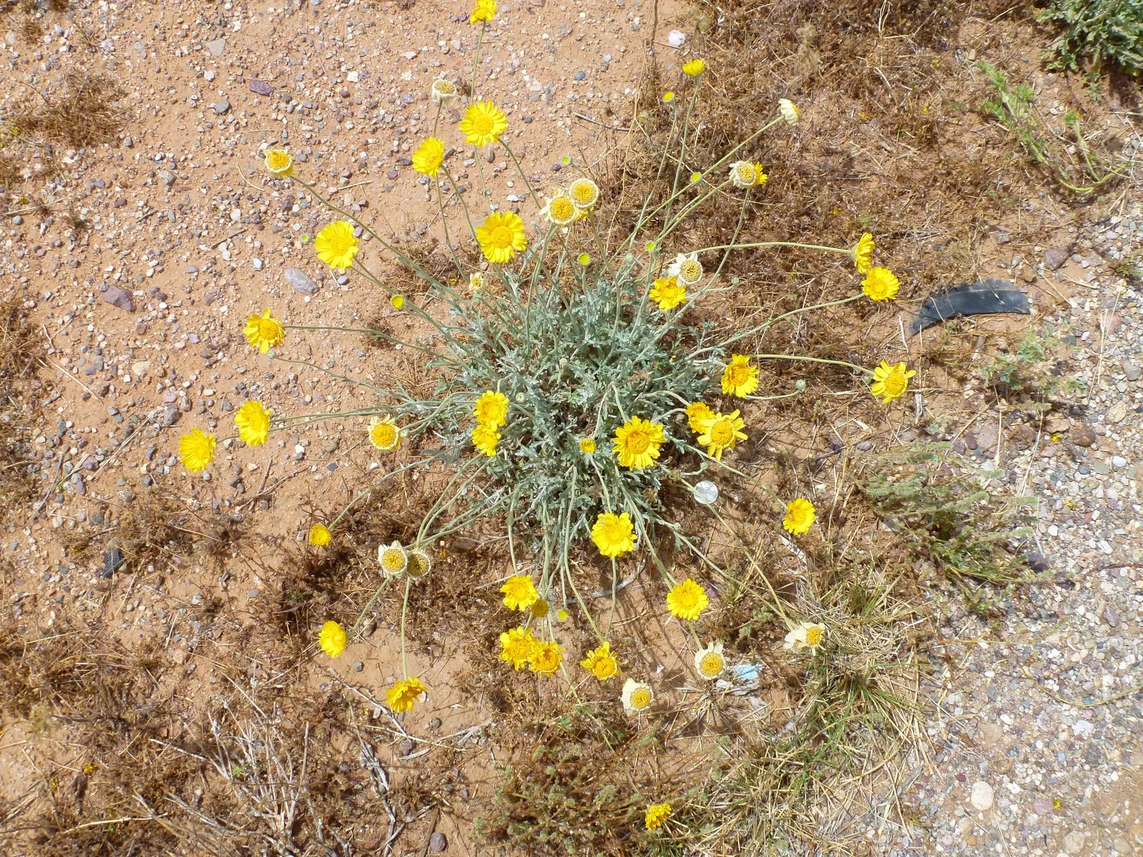 Desert Marigold (Baileya Multiradiata) — serving as a low-maintenance; which extends from early spring through fall