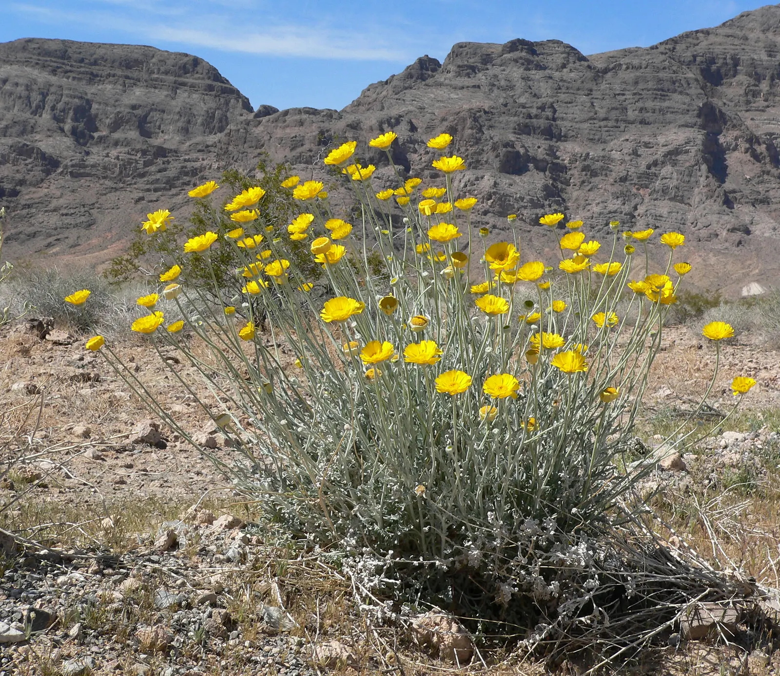 Desert Marigold (Baileya Multiradiata) — as it is intolerant of waterlogged conditions