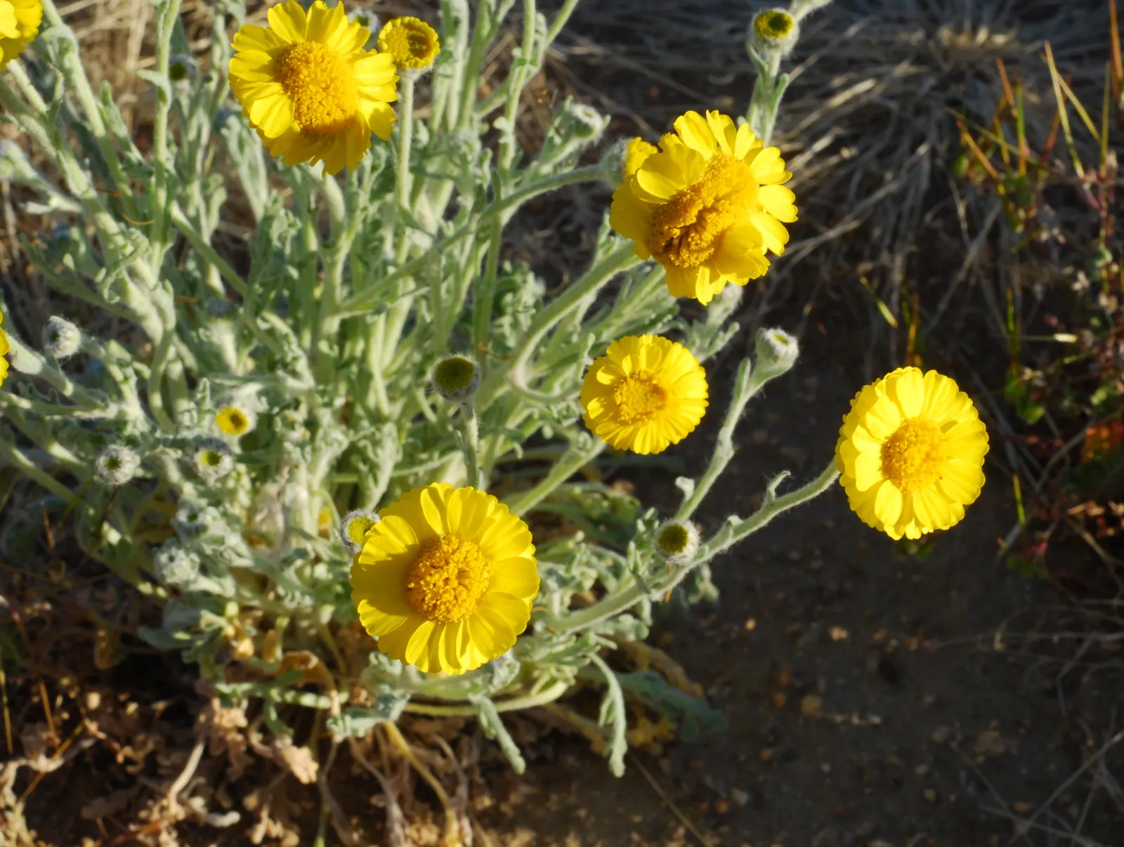 Desert Marigold (Baileya Multiradiata) — The recommended spacing for landscape designs is about 15 to 18 inches apart