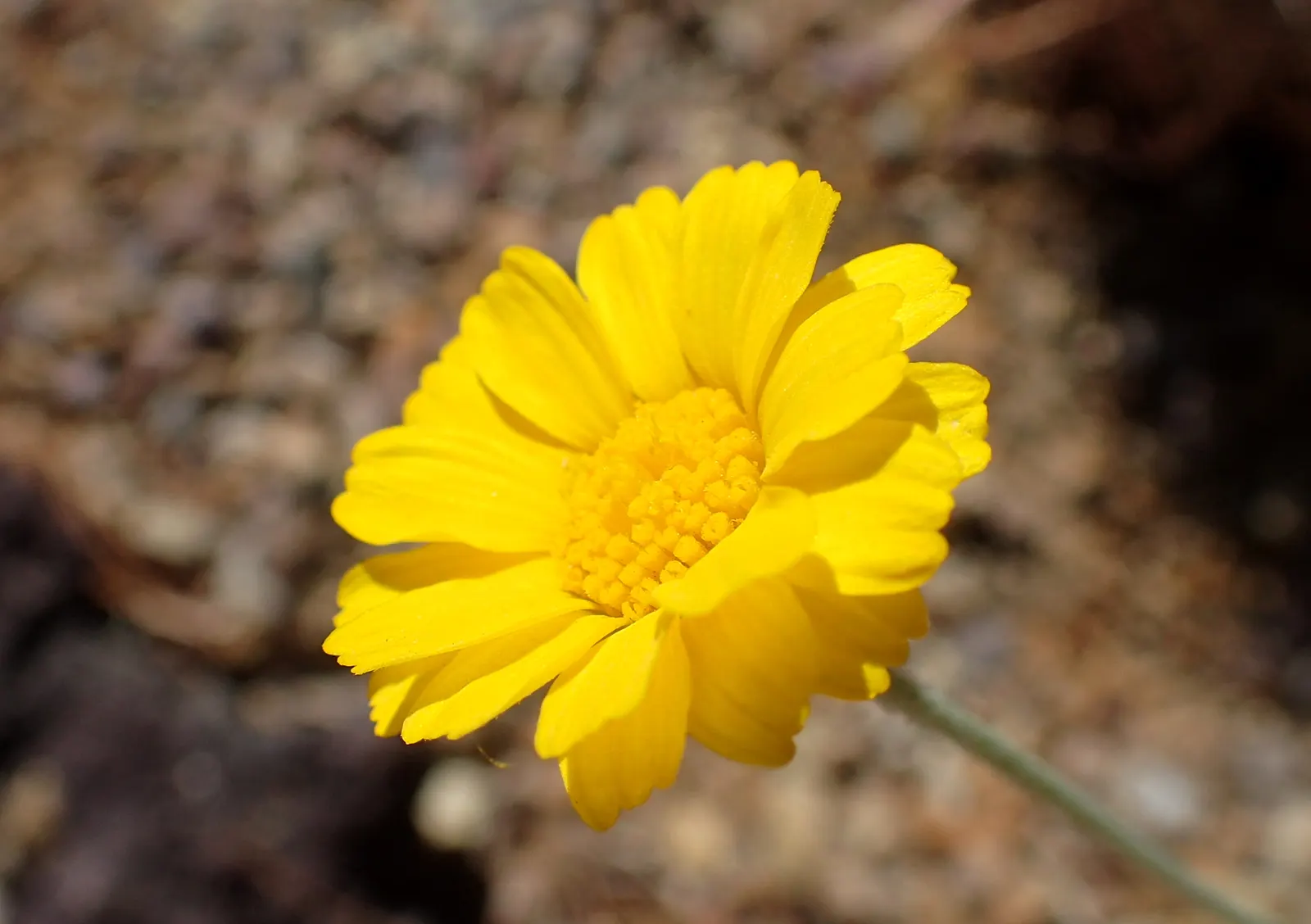 Desert Marigold (Baileya Multiradiata) — flourishing in full sunlight with minimal water; this hardy plant thrives in USDA hardiness zones 5 through 10 and