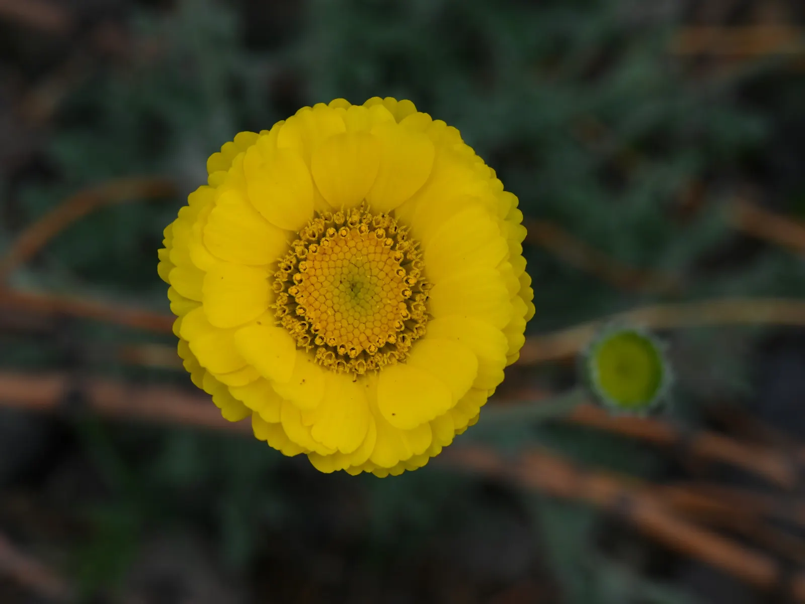 Desert Marigold (Baileya Multiradiata) — This adaptations help to reflect solar radiation; more formally known as Baileya multiradiata