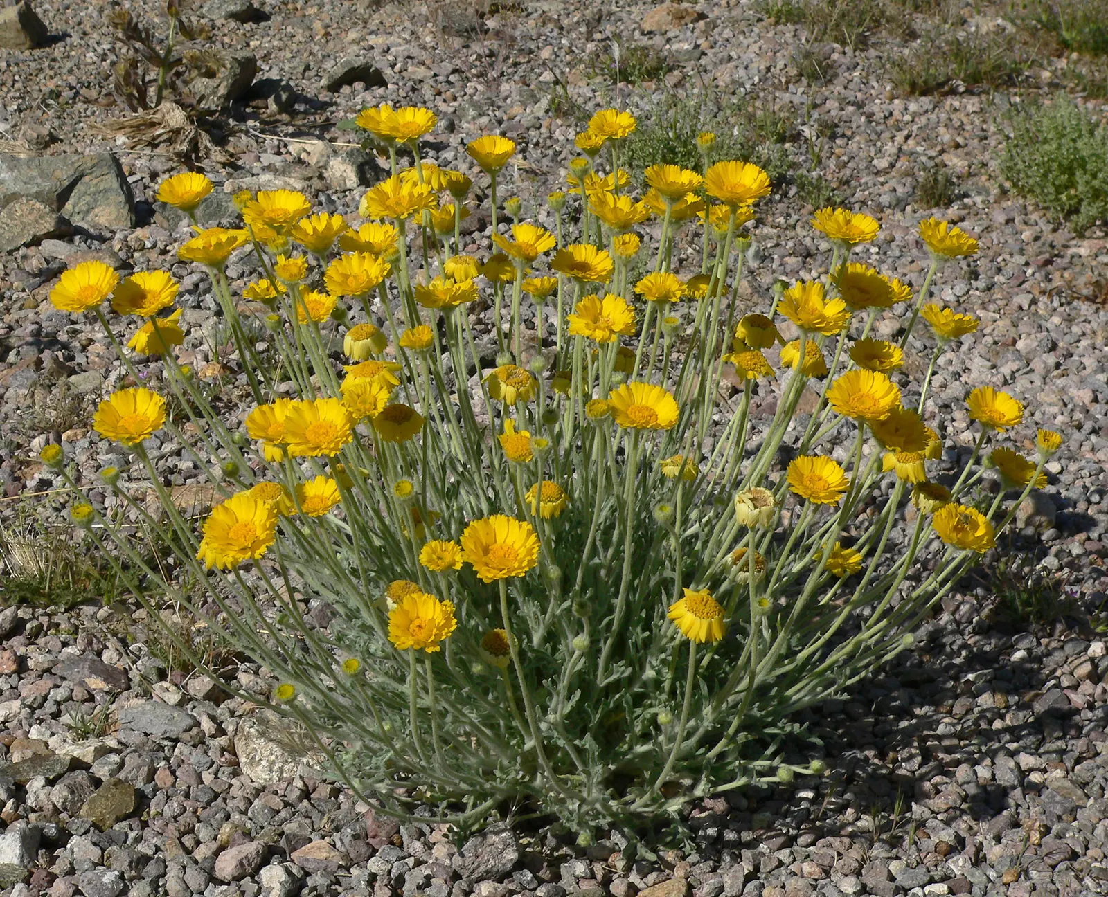Desert Marigold (Baileya Multiradiata) — This adaptations help to reflect solar radiation; more formally known as Baileya multiradiata, image 66