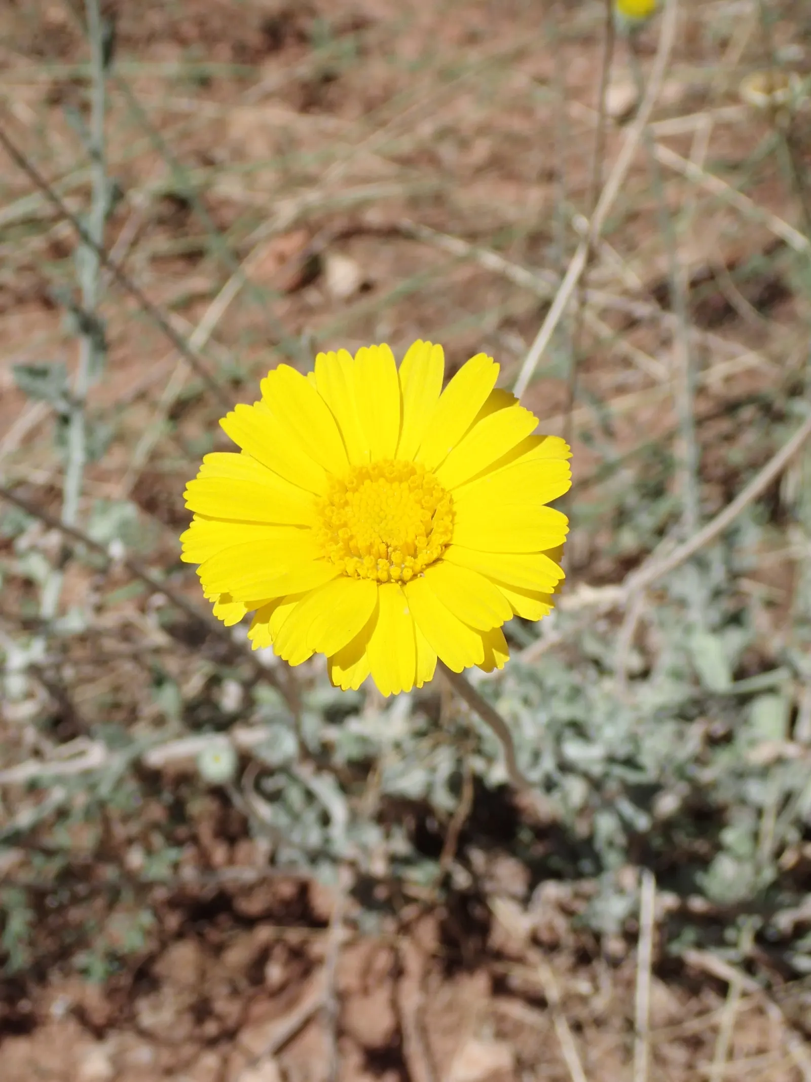 Desert Marigold (Baileya Multiradiata) — This hardy plant thrives in USDA hardiness zones 5 through 10 and flourishes in full sun exposure, image 61