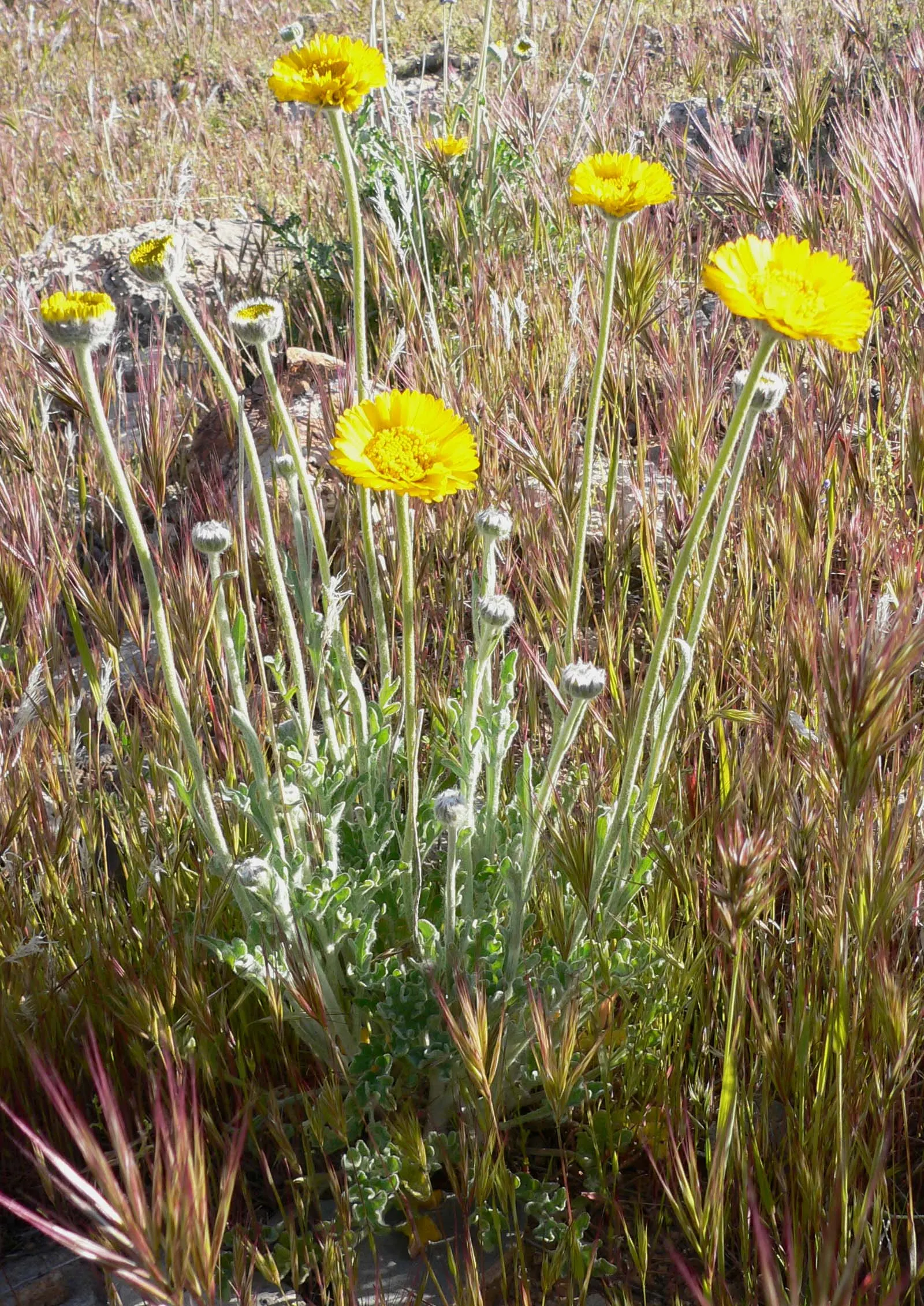 Desert Marigold (Baileya Multiradiata) — serving as a low-maintenance