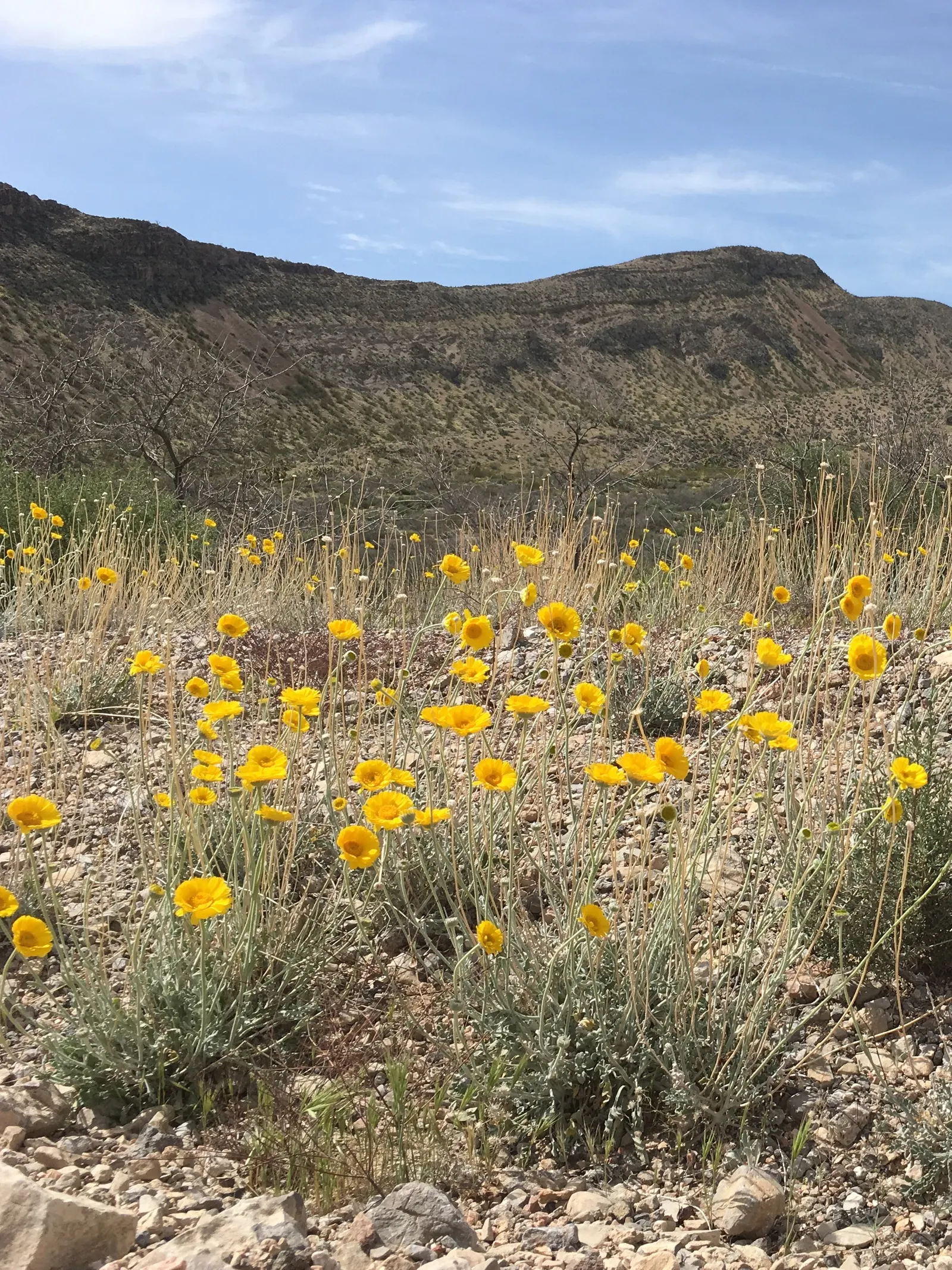Desert Marigold (Baileya Multiradiata) — the Desert Marigold typically grows to about 12 to 18 inches tall and wide; prefers well-draining soils and thrives in
