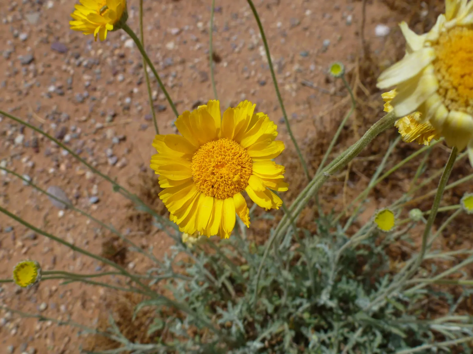 Desert Marigold (Baileya Multiradiata) — giving them a silvery appearance; flourishing in full sunlight with minimal water