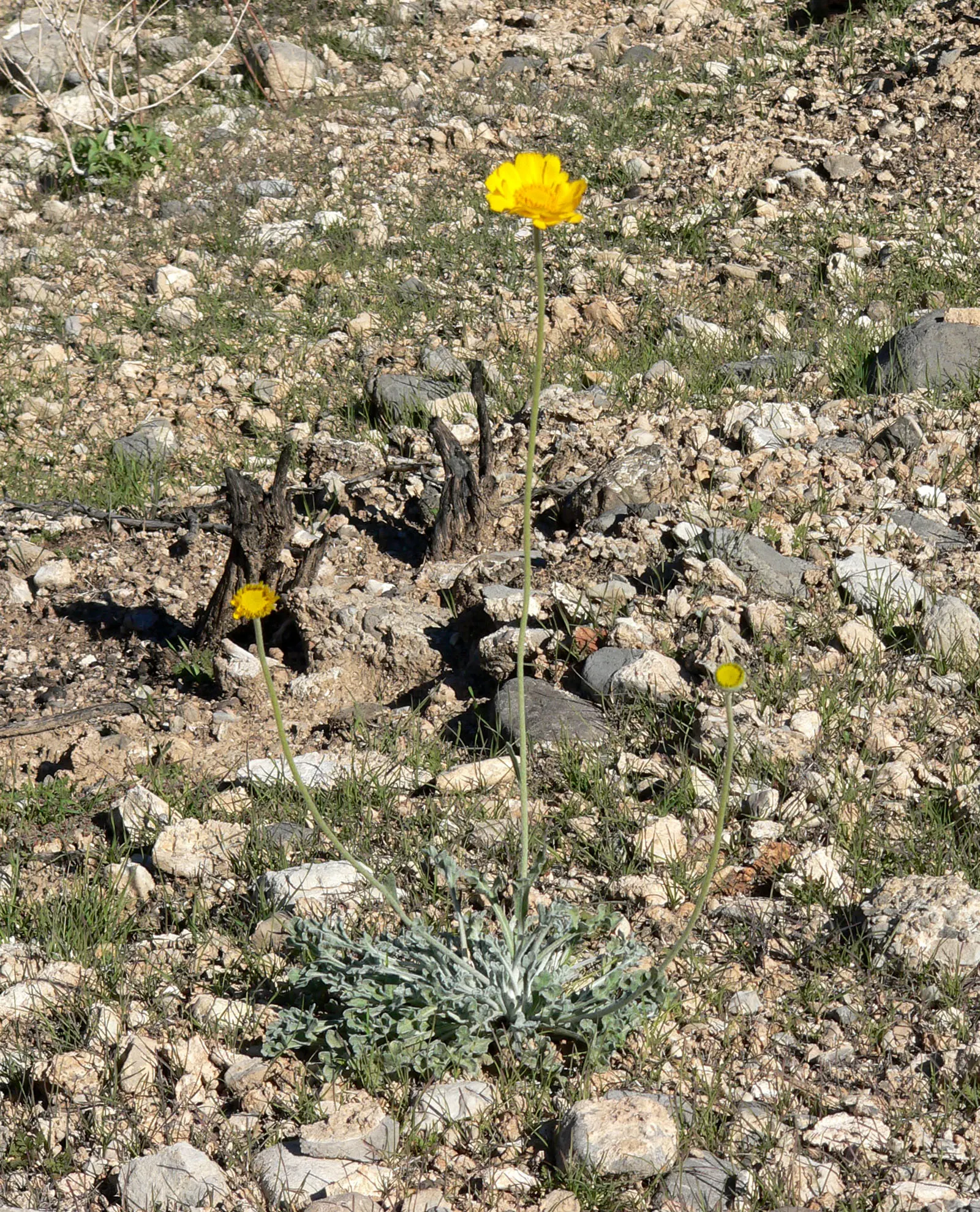 Desert Marigold (Baileya Multiradiata) — perennial with gold and yellow blooms