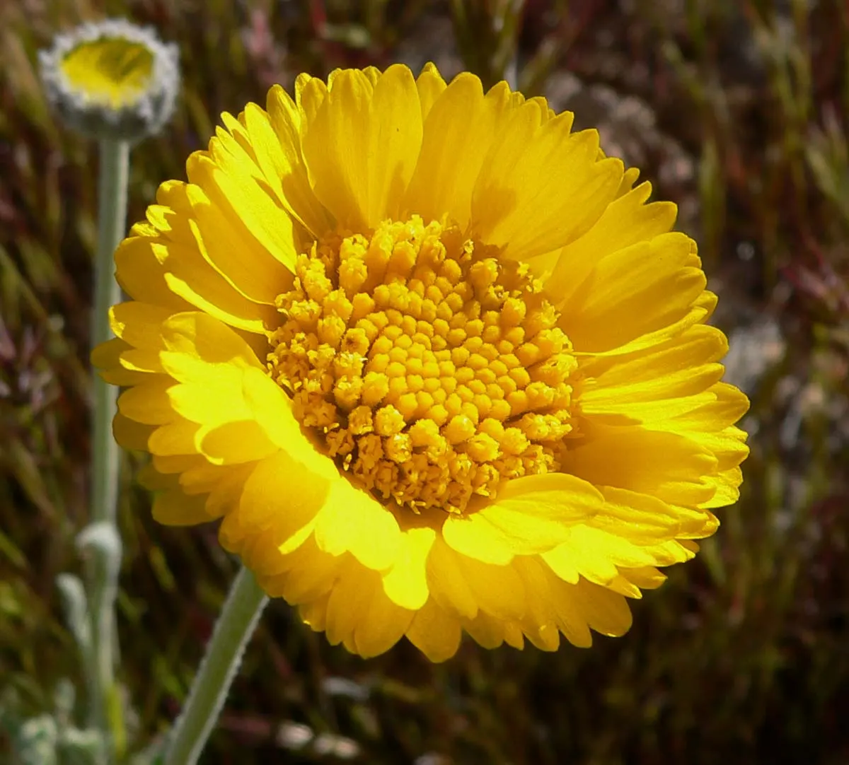 Desert Marigold (Baileya Multiradiata) — it stands at a modest height of 12-18 inches with a similar spread