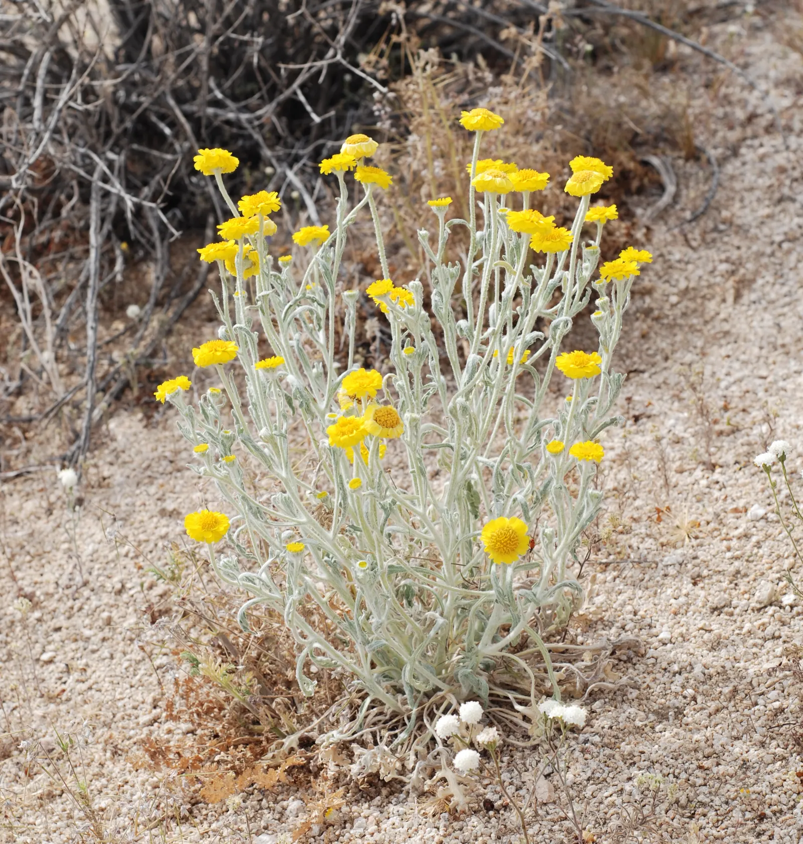 Desert Marigold (Baileya Multiradiata) — This hardy plant thrives in USDA hardiness zones 5 through 10 and flourishes in full sun exposure