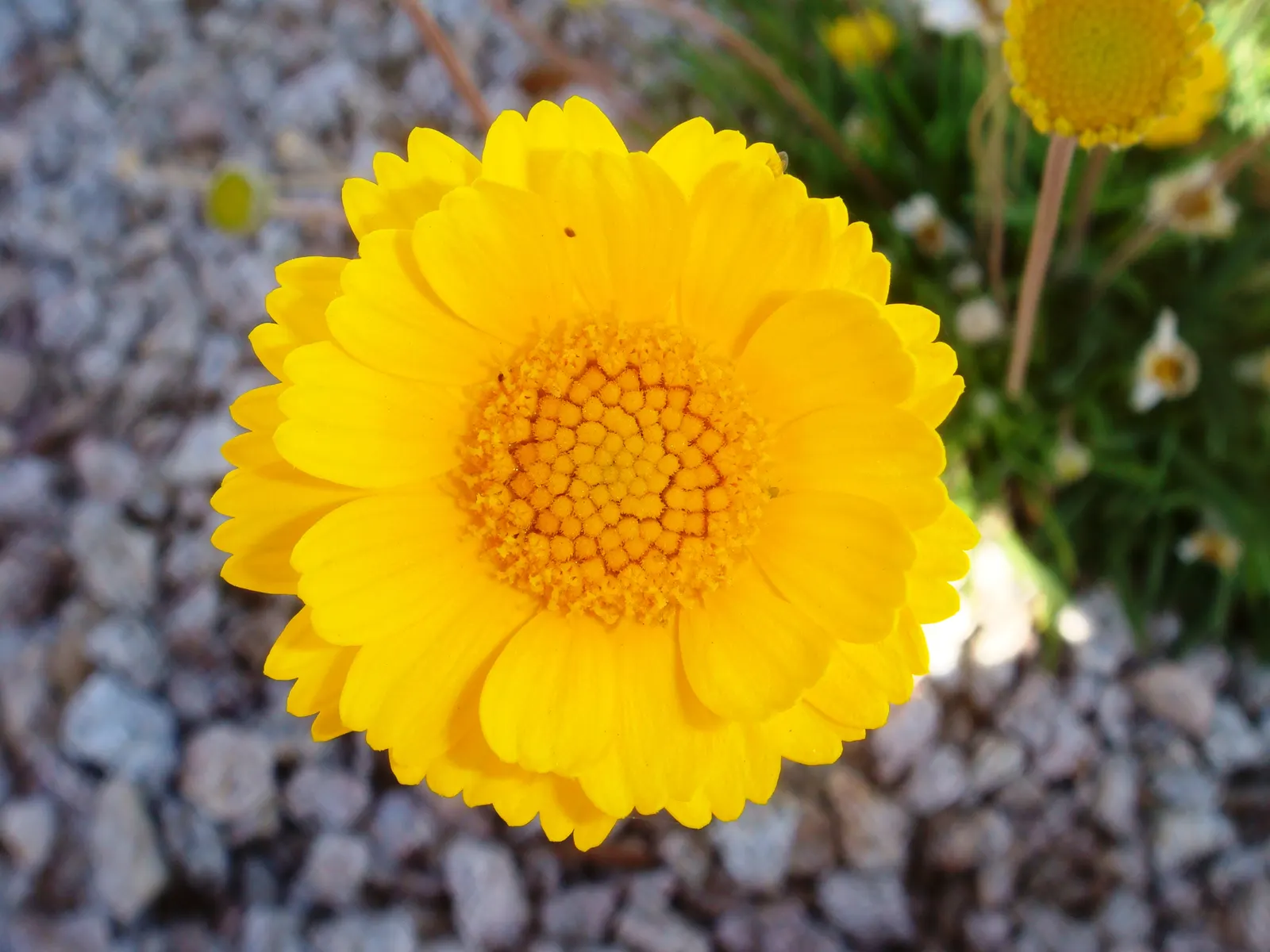 Desert Marigold (Baileya Multiradiata) — giving them a silvery appearance